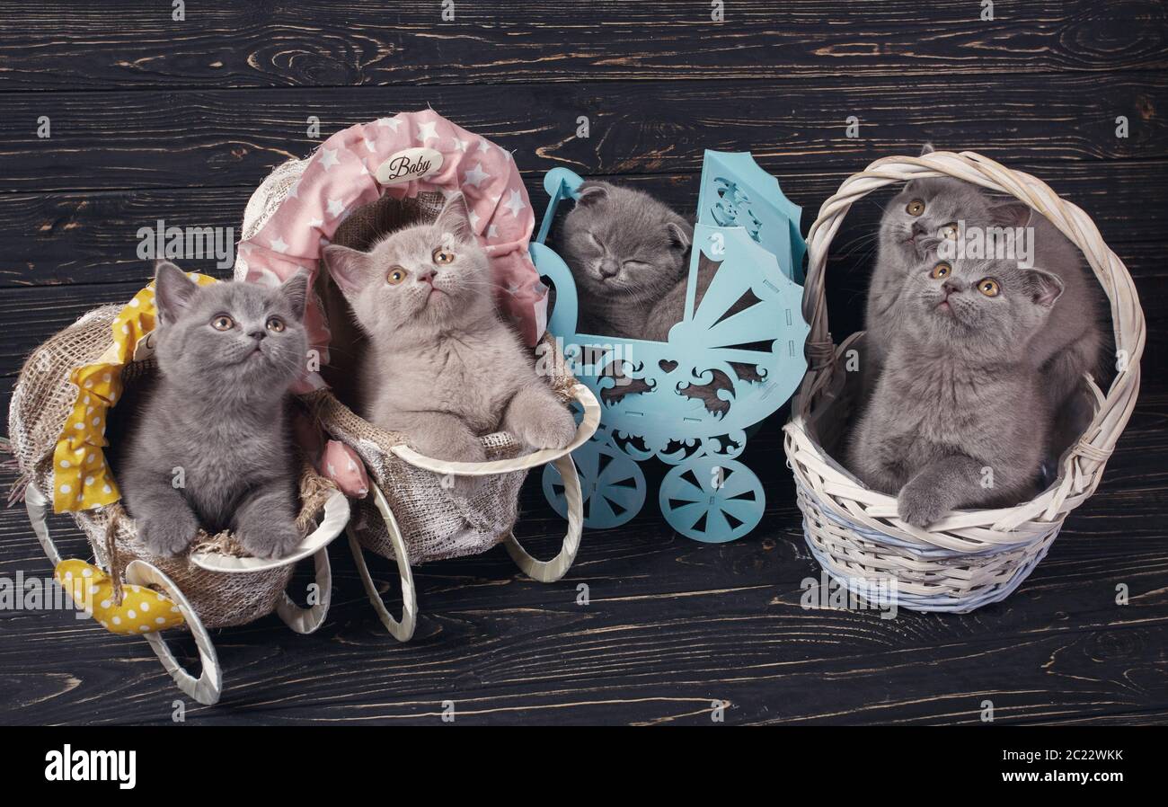 Scottish Straight und Scottish Fold Kitten. Lustige Kätzchen mit Dekorationen. Reinrassige Kätzchen. Verspielte flauschige Kätzchen. Kätzchen erforschen Neue territ Stockfoto