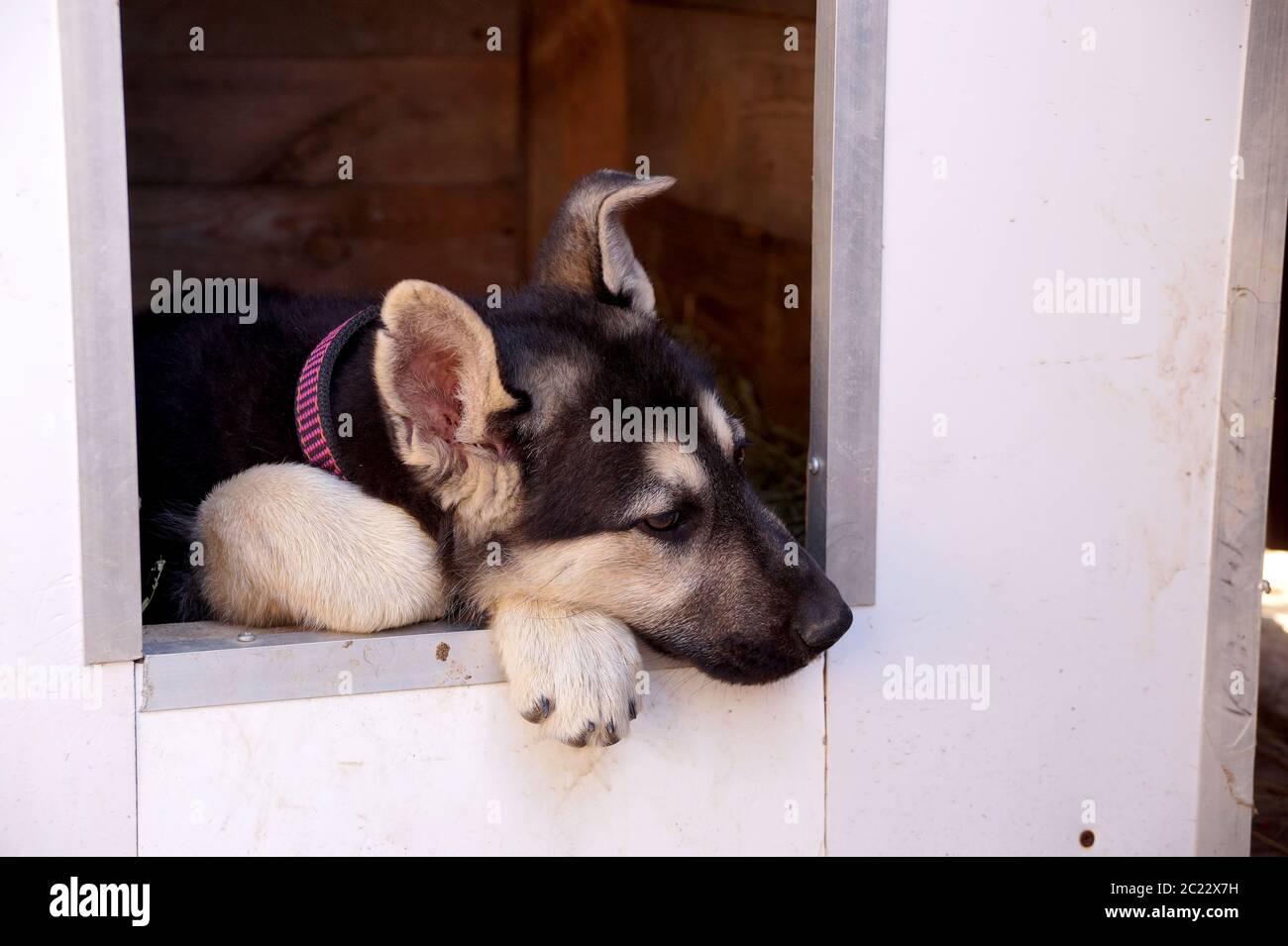 Junge Welpen der Rasse Osteuropäische Schaf-Hund Stockfoto