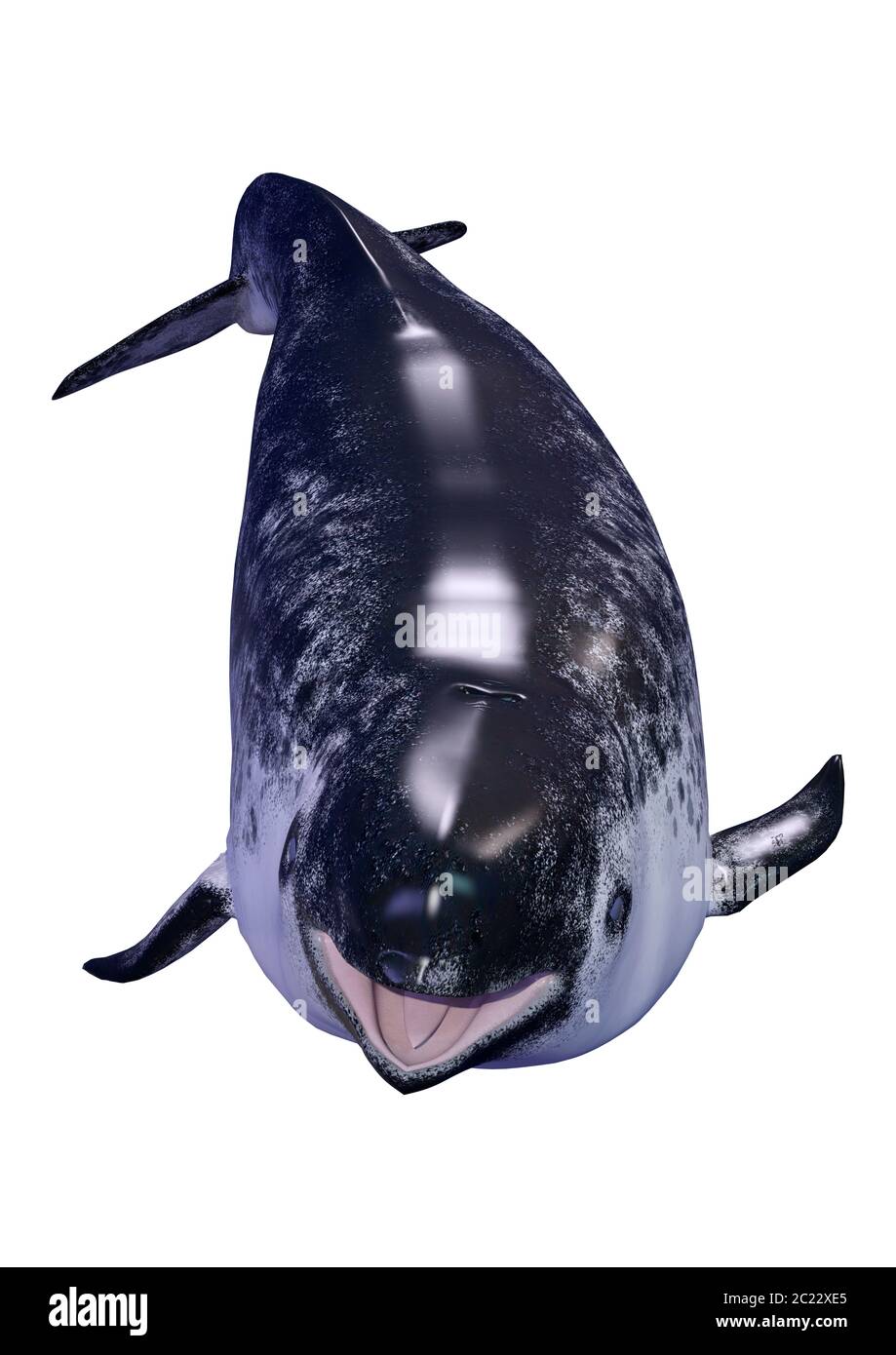 3D-Rendering eines weiblichen narwalen oder Monodon Camelopardalis, oder narwhale auf weißem Hintergrund Stockfoto