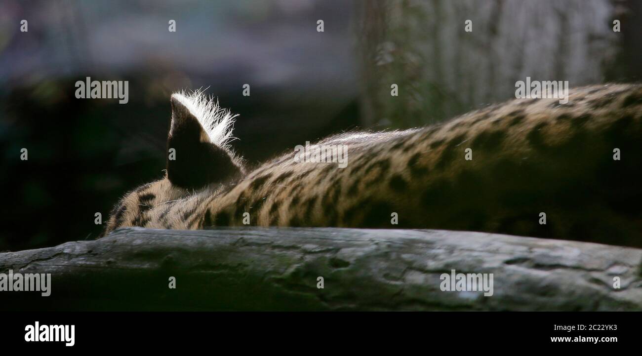 Schlafender leopard Stockfoto