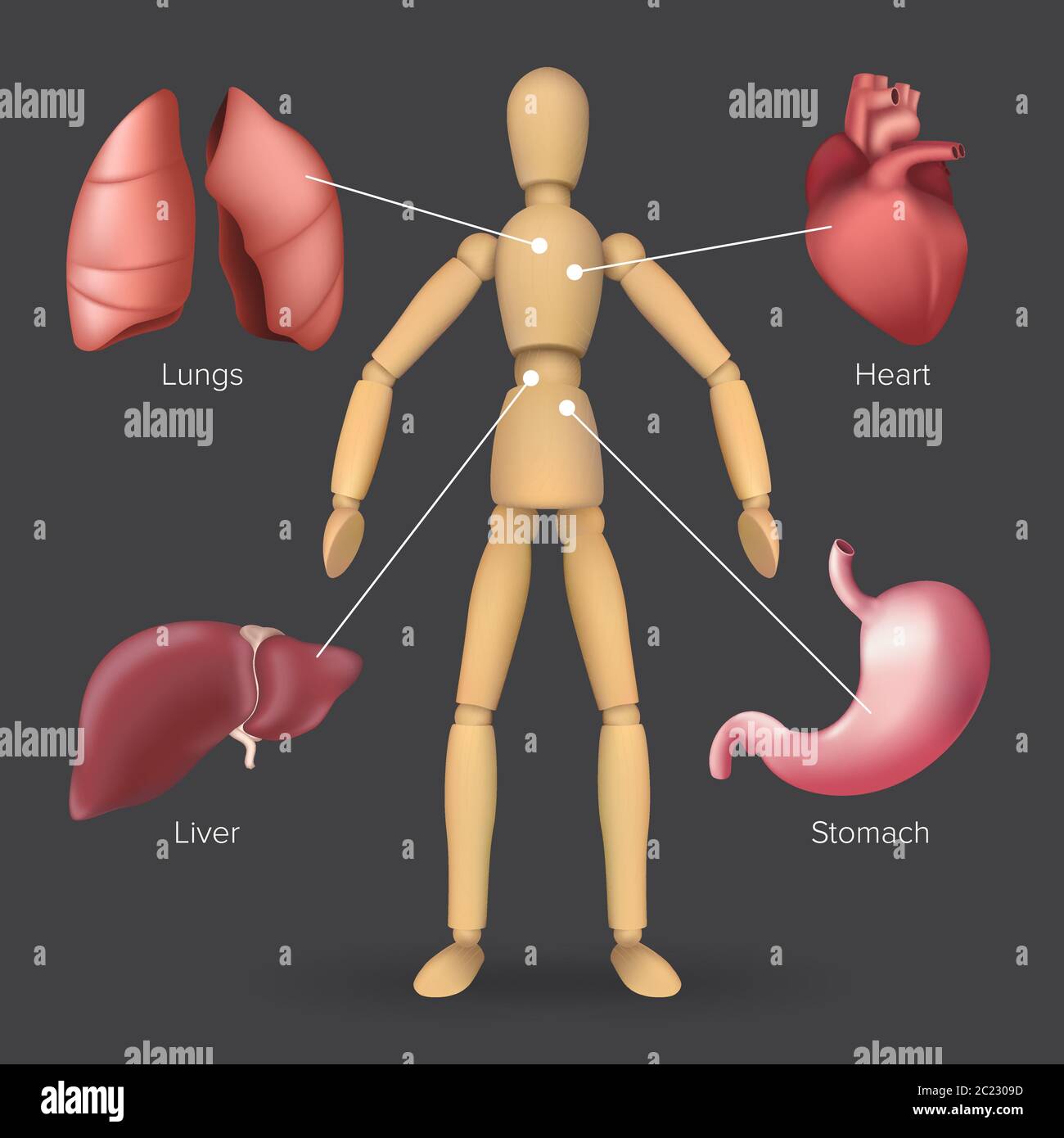 Infografik mit menschlichen inneren Organen: Herz, Magen, Leber, Lunge auf einer männlichen oder weiblichen Holzfiguren Silhouette platziert. Vektordarstellung von bo Stock Vektor
