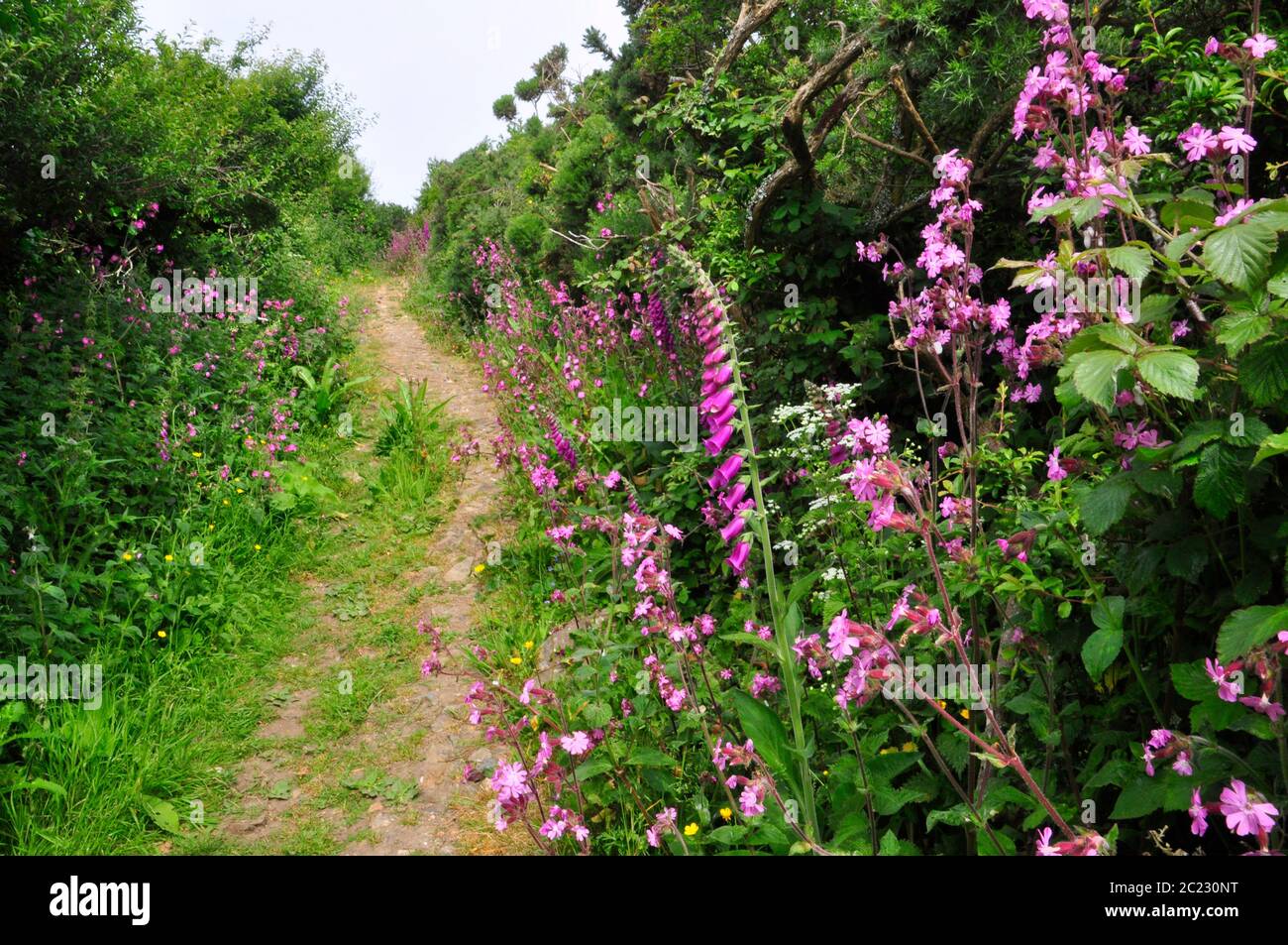 Foxgloves' Digitalis purpurea' und Red Campion'Silene dioica' säumen den Fußweg durch die mit Ginster bedeckte Klippe an der küste cornis bei Penzance Stockfoto