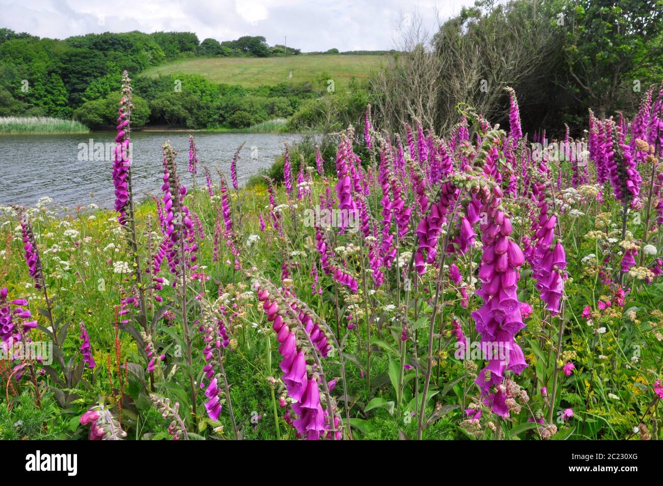 Foxgloves' Digitalis purpurea' line der Rand des Loe, ein Süßwasserpool auf der Lizard, bei Helston, Cornwall.UK Stockfoto