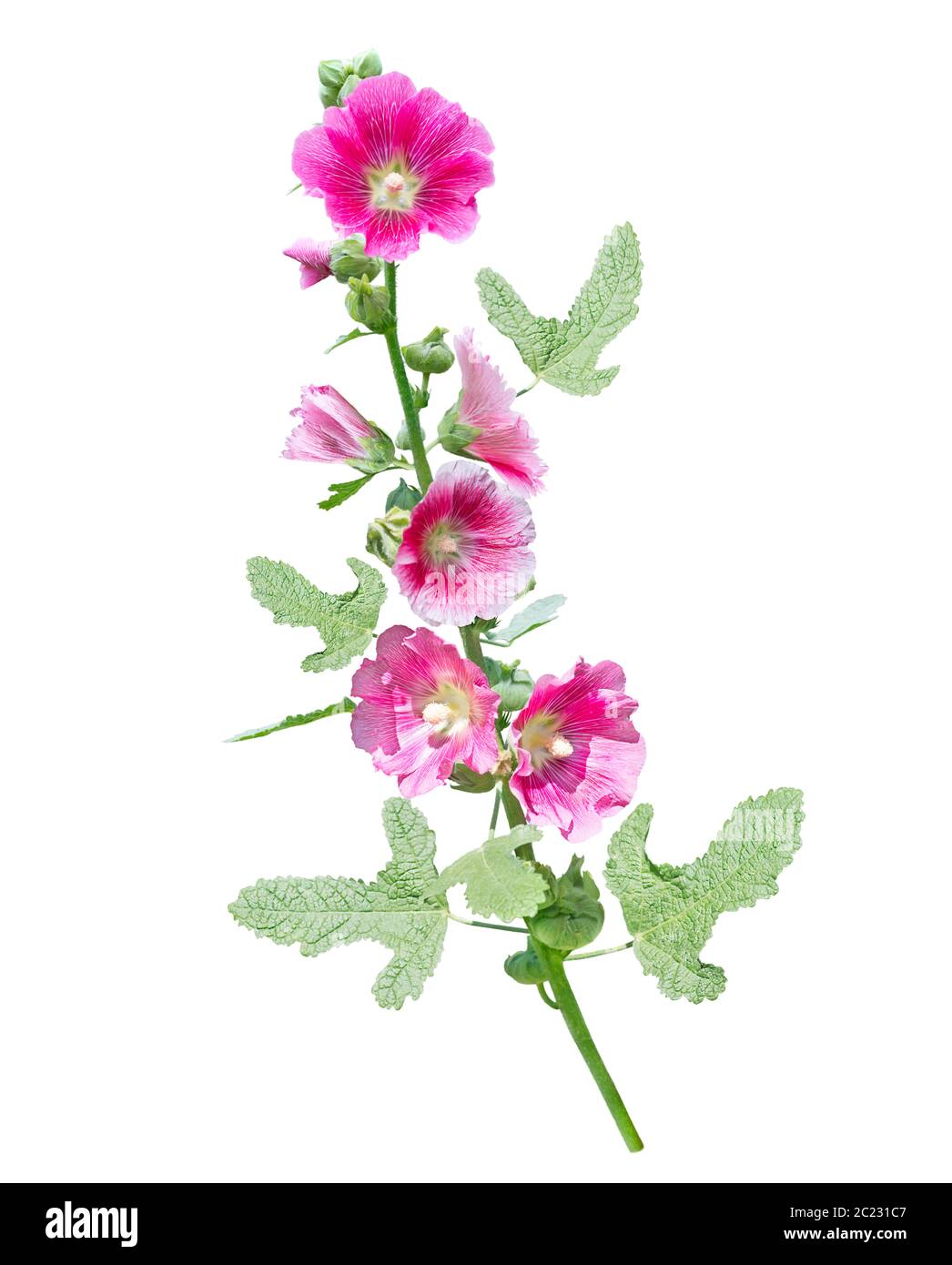 Rosa malve Blume auf weißem Hintergrund Stockfoto
