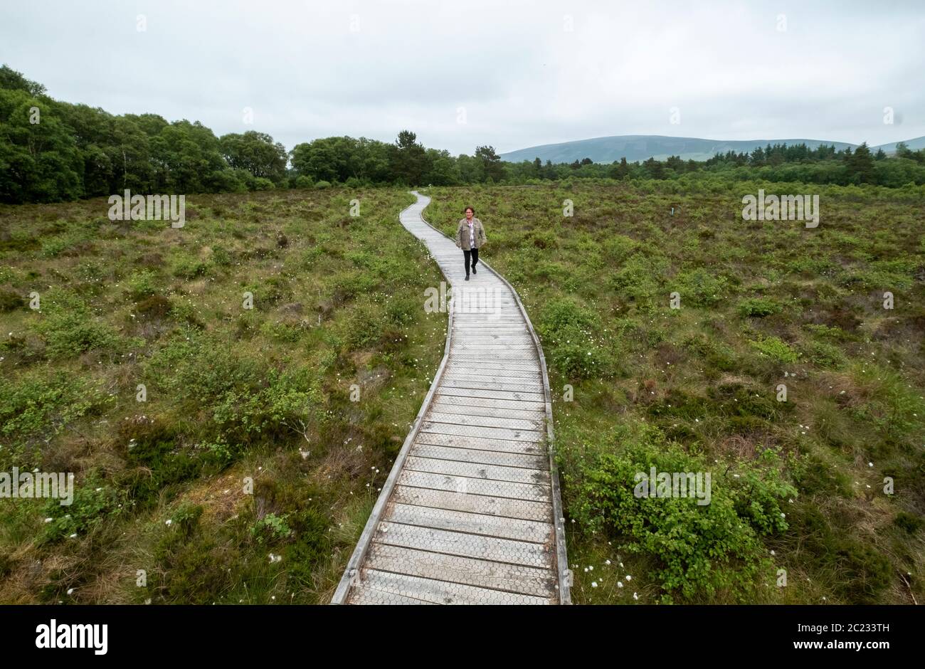 Das Naturschutzgebiet Red Moss of Balerno im Pentland Hills Regional Park ist ein Gebiet von spezialem wissenschaftlichem Interesse (SSSI). Stockfoto