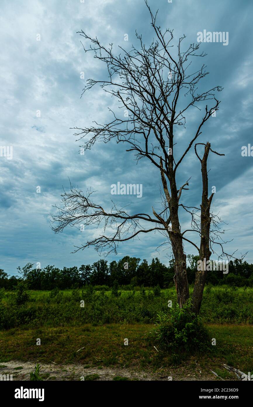 Dramatischer Himmel im Nationalpark De Maten (Englisch die Maten) an einem Frühlingstag im Juni mit Gewittern in Bewegung Stockfoto