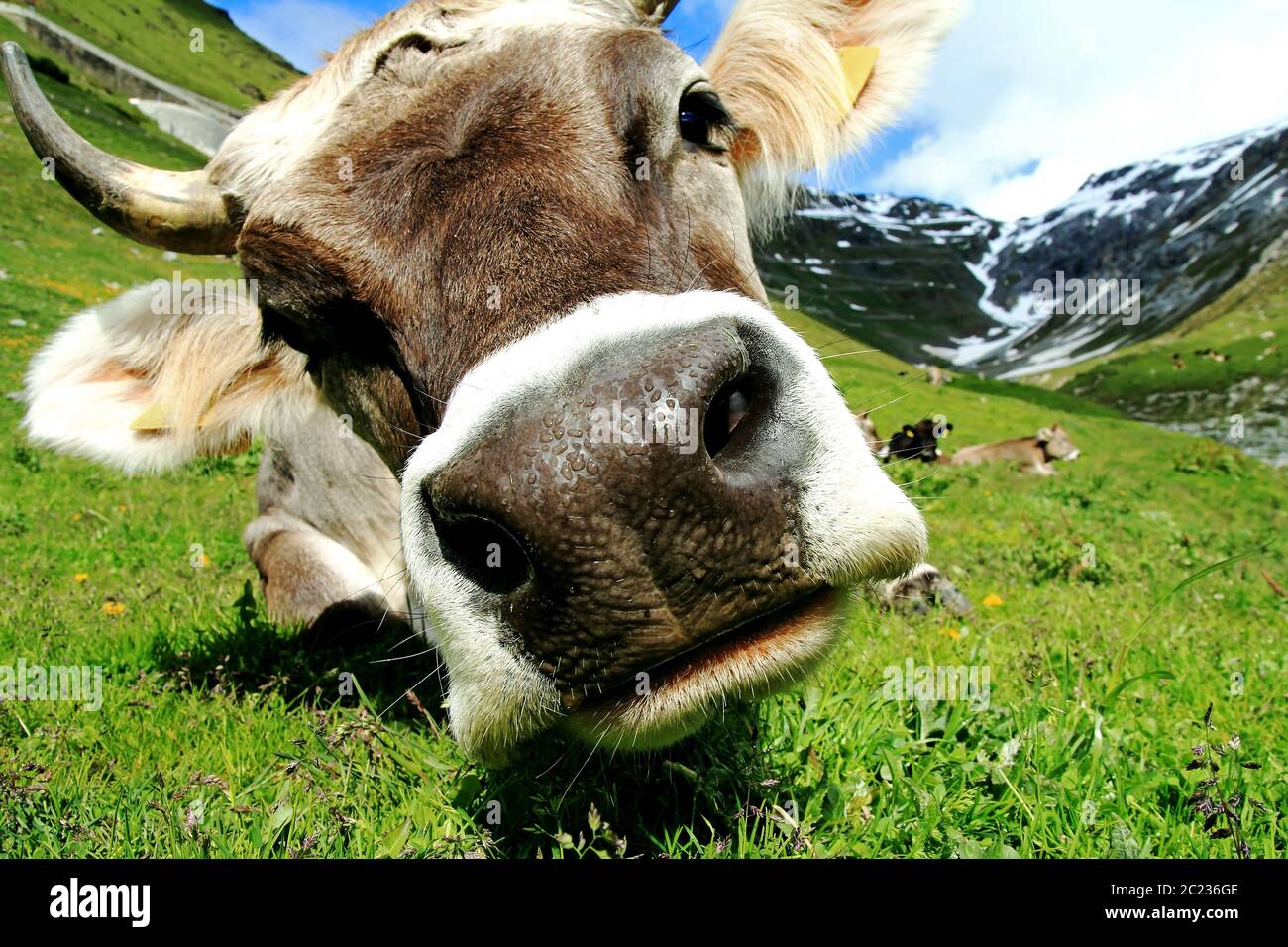 Ein hübsches junges braunes Vieh mit Hörnern in den Bergen. Eine neugierige Kuh Stockfoto