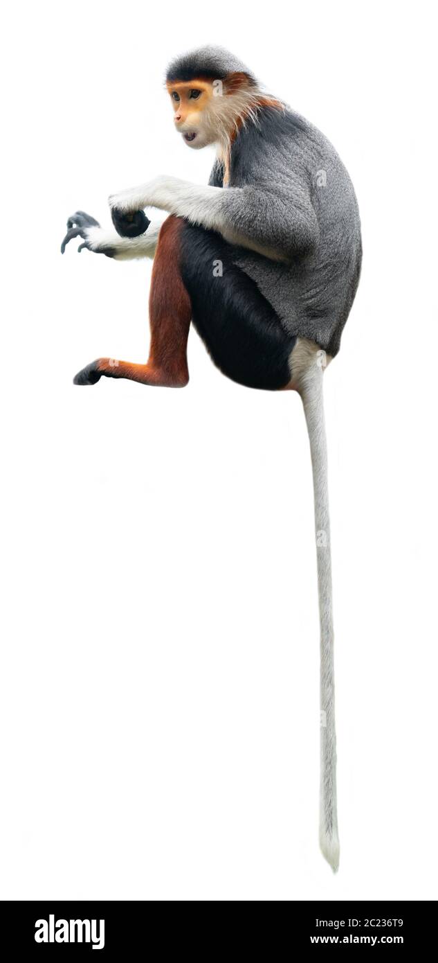 Red shanked Les Marines Langur (Pygathrix nemaeus) auf weißem Hintergrund Stockfoto