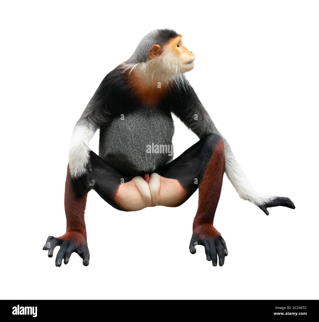 Red shanked Les Marines Langur (Pygathrix nemaeus) auf weißem Hintergrund Stockfoto