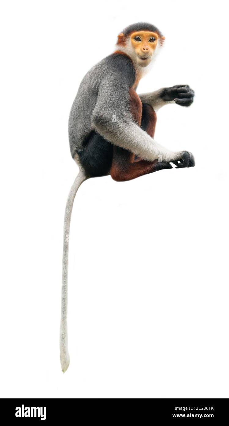 Red shanked Les Marines Langur (Pygathrix nemaeus) auf weißem Hintergrund Stockfoto