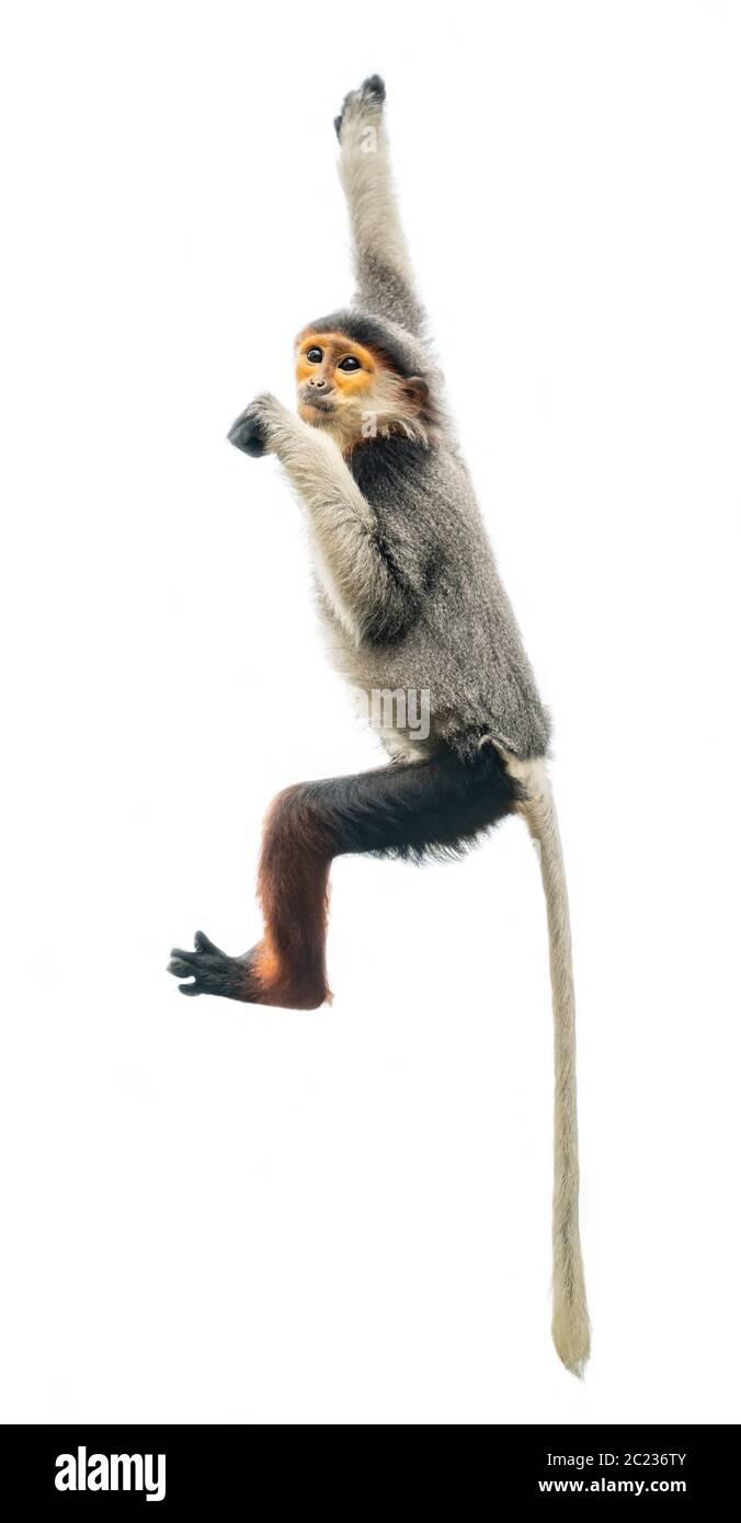 Red shanked Les Marines Langur (Pygathrix nemaeus) auf weißem Hintergrund Stockfoto