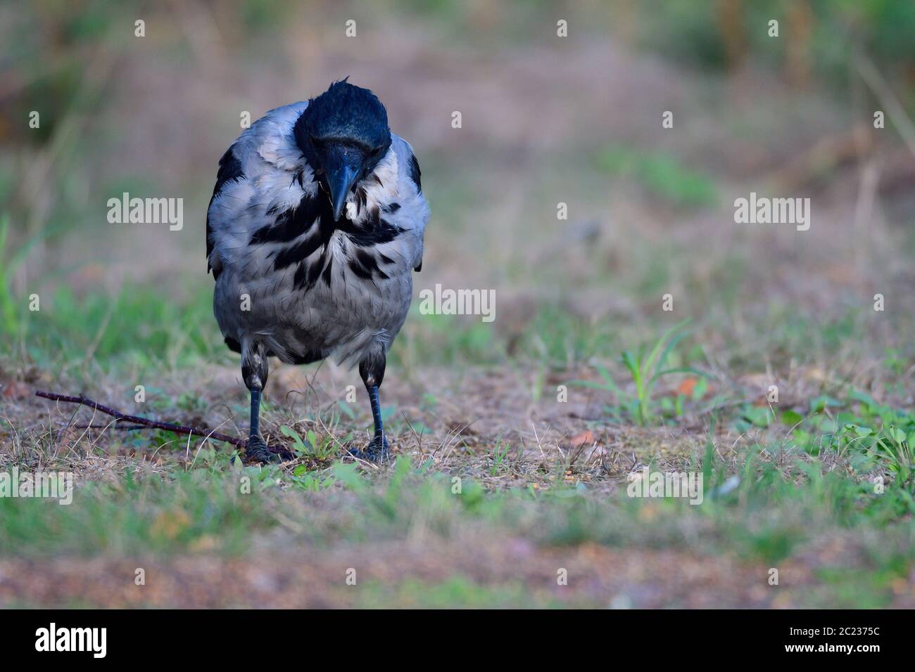 Aas kräht im Herbst auf der Suche nach Nahrung an der ostsee. Stockfoto