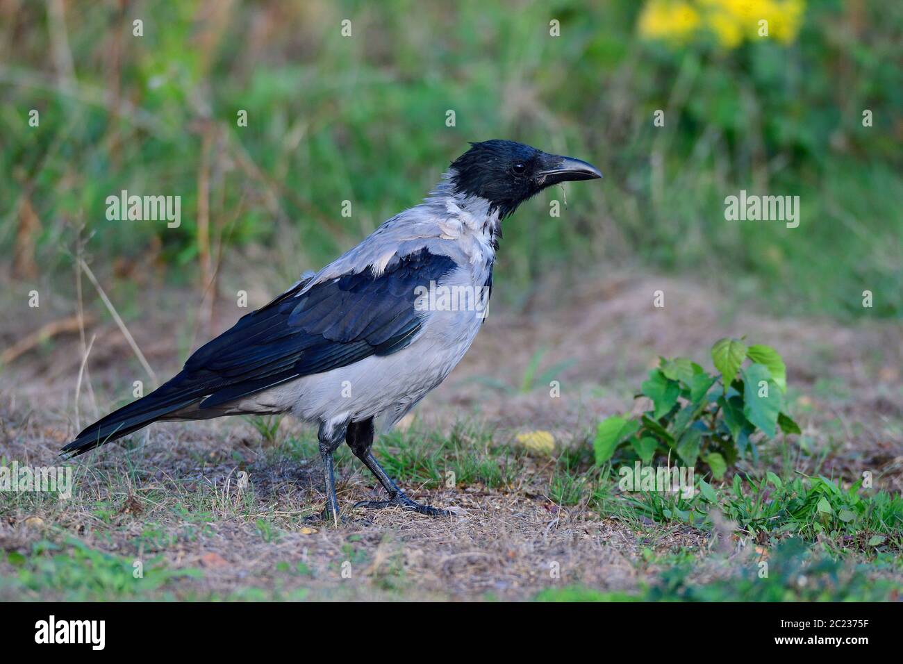 Aas kräht im Herbst auf der Suche nach Nahrung an der ostsee. Stockfoto