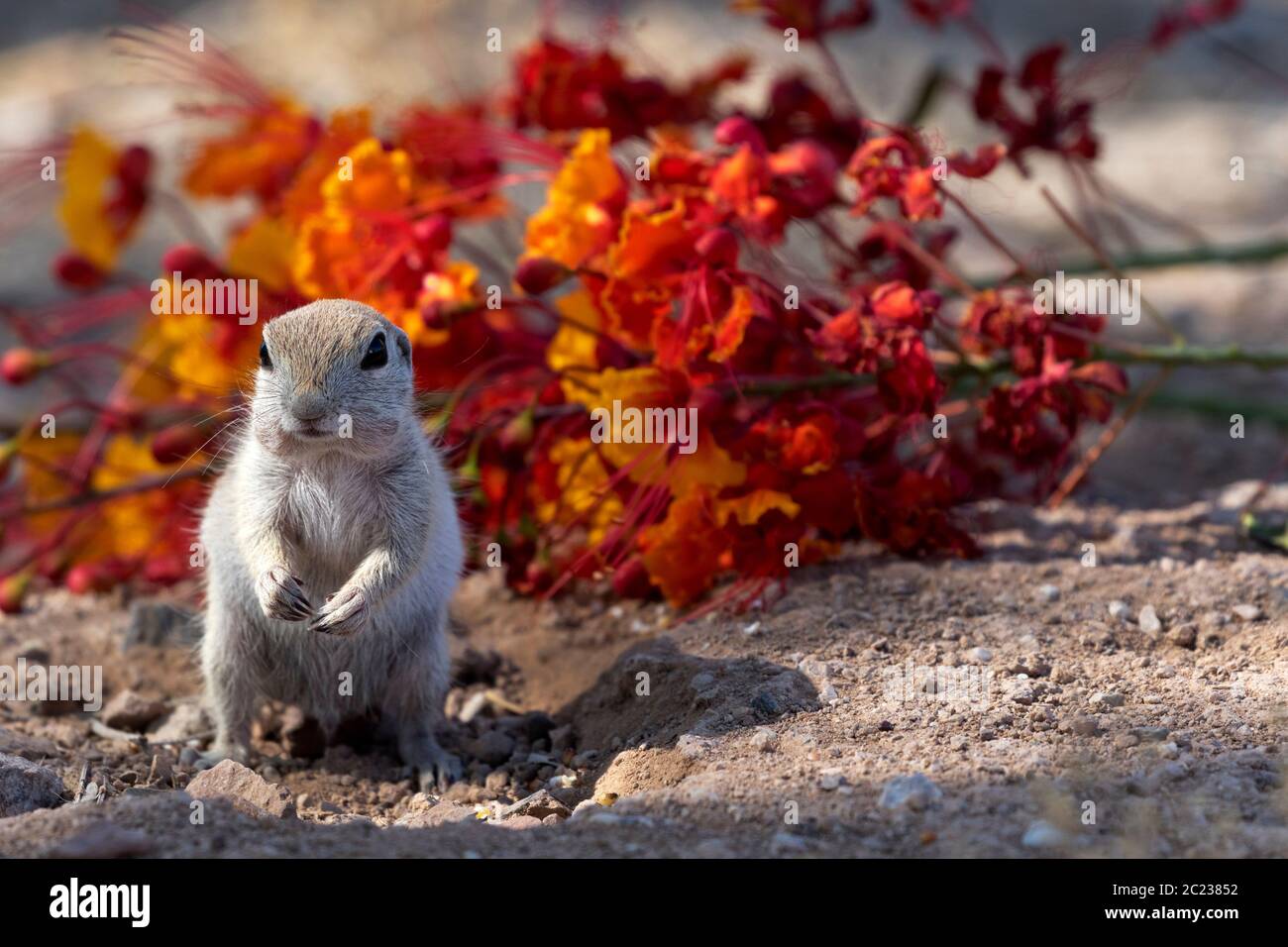 Alert Boden Eichhörnchen steht in winterlicher Haltung vor gefallenen Blumen auf Wüstenboden in Arizona im amerikanischen Südwesten Stockfoto