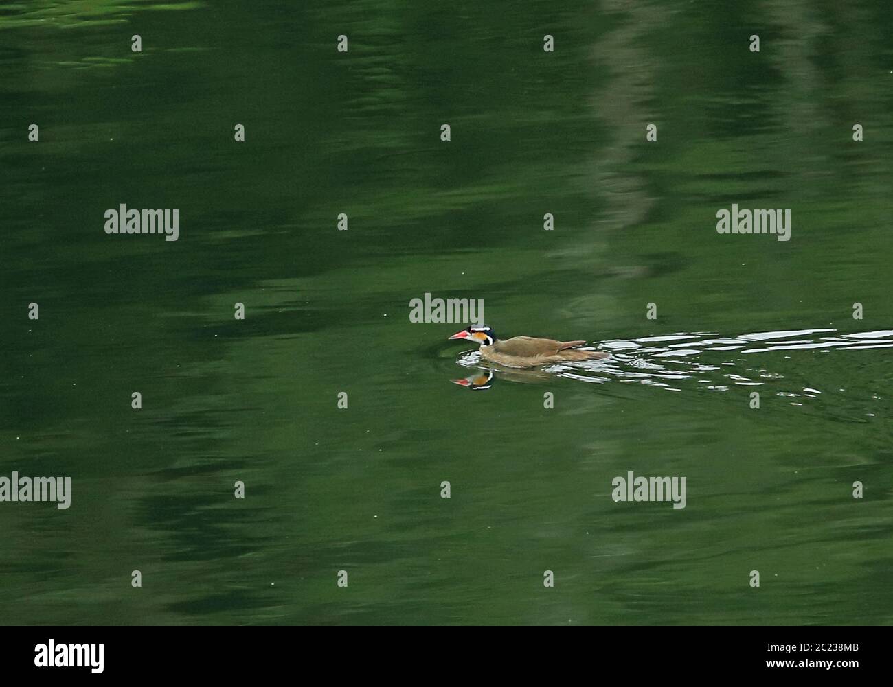 Sungrebe (Heliornis fulica) Erwachsene weibliche Schwimmen im See Honduras Februar 2016 Stockfoto