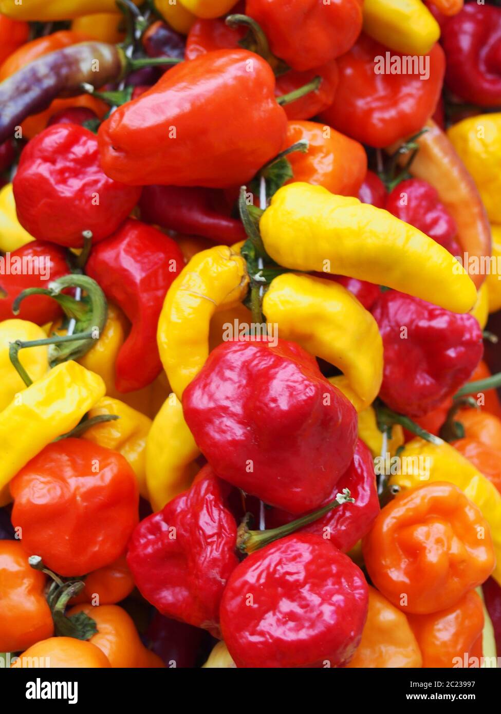 Nahaufnahme der bunten gemischten Paprika in Rot-, Orange- und Gelbtönen Stockfoto