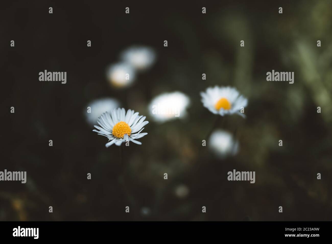 Nahaufnahme von blühenden Gänseblümchen auf einer Wiese Stockfoto