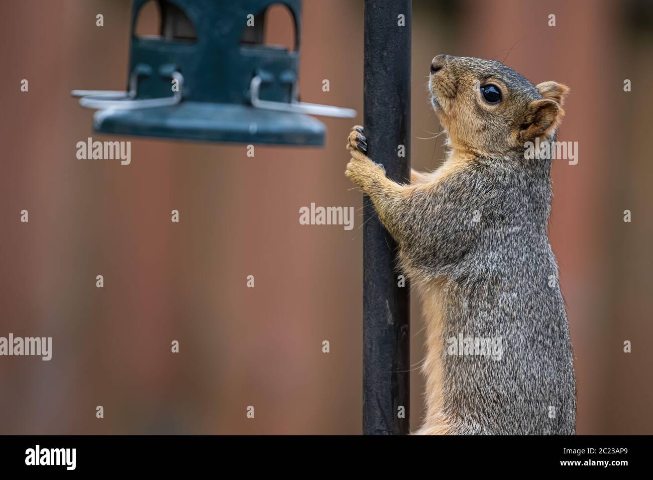 Ein Fuchshörnchen klettert in einem VorstadtHinterhof auf eine Vogelfutterstange und zeigt agile Bewegungen und natürliches Verhalten. Stockfoto