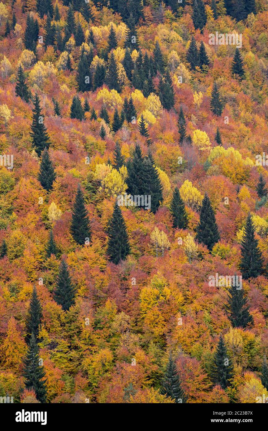 Herbstfarben im Kaukasus-Gebirge in Georgien, Kaukasus Stockfoto