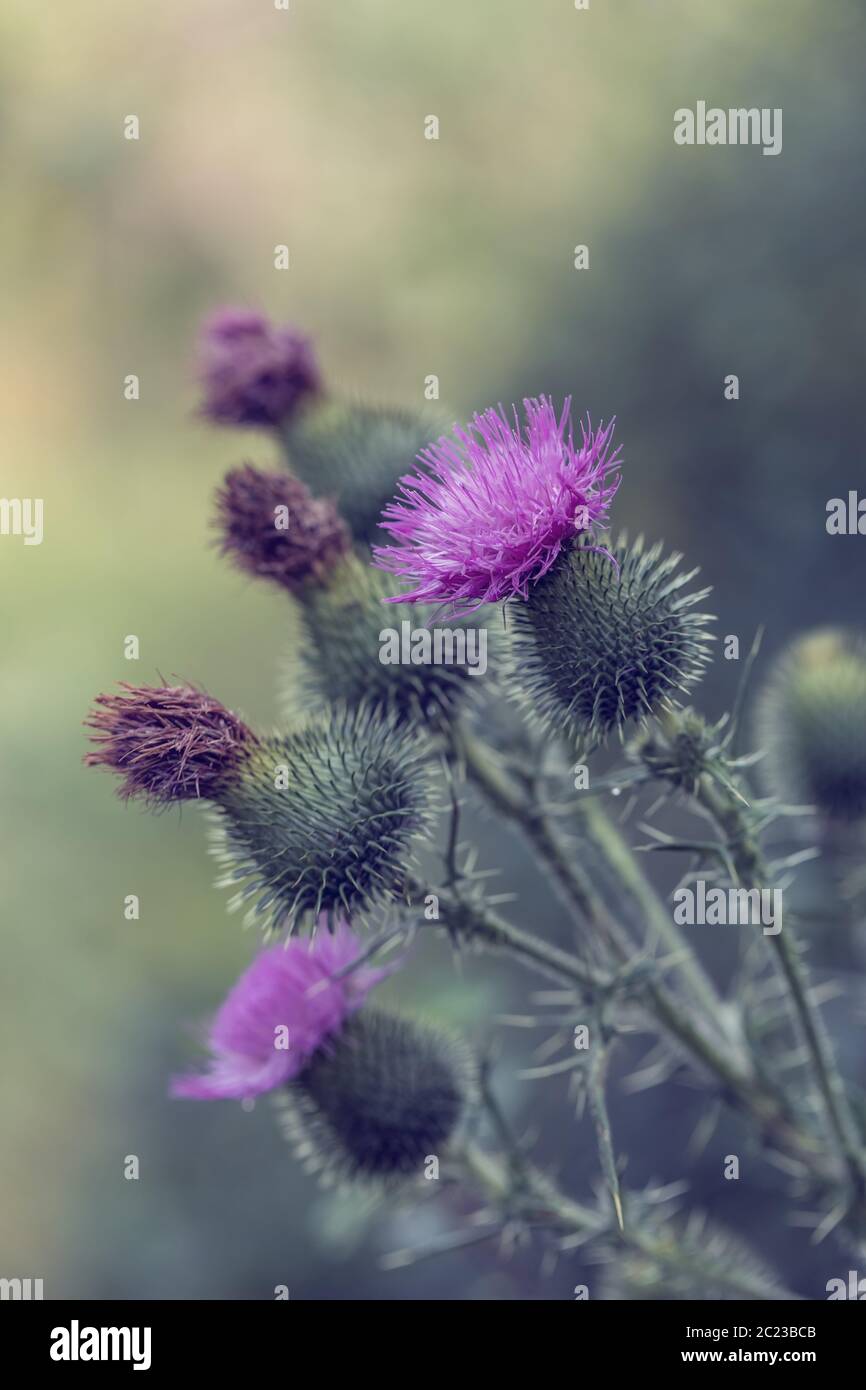 Blume moschus Distel, Carduus nutans, auch als Distel oder Nicken plumeless Thistle bekannt) mit flachen konzentrieren und verschwommener Hintergrund Stockfoto