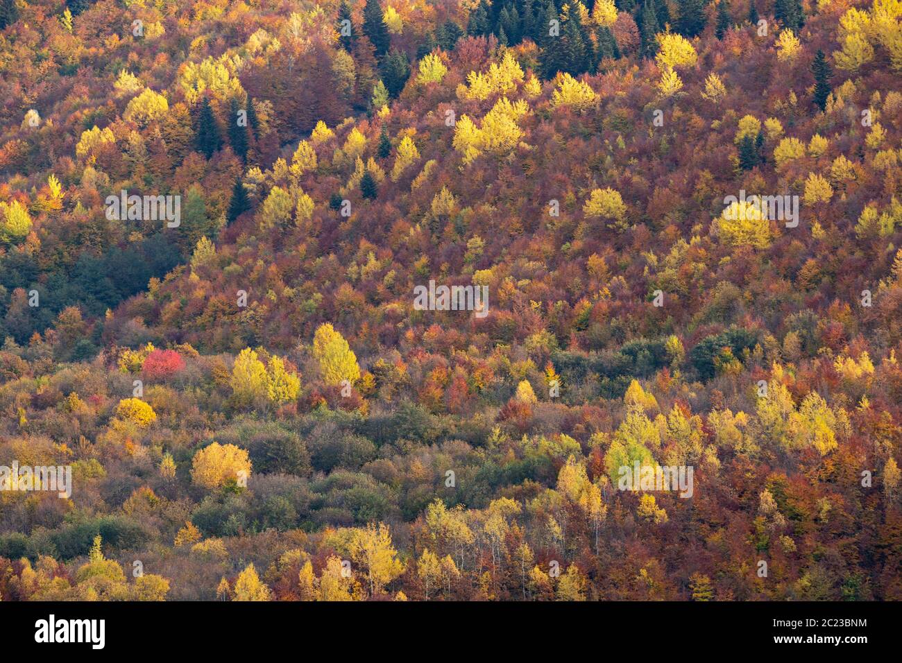 Herbstfarben im Kaukasus-Gebirge in Georgien, Kaukasus Stockfoto