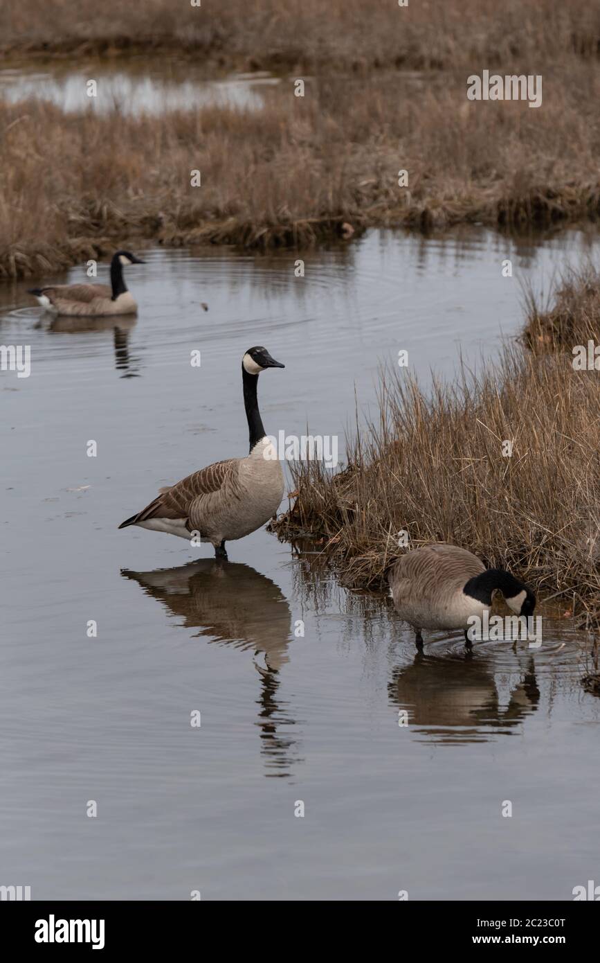 Gans schützt andere beim Füttern mit einem dritten beobachten Stockfoto