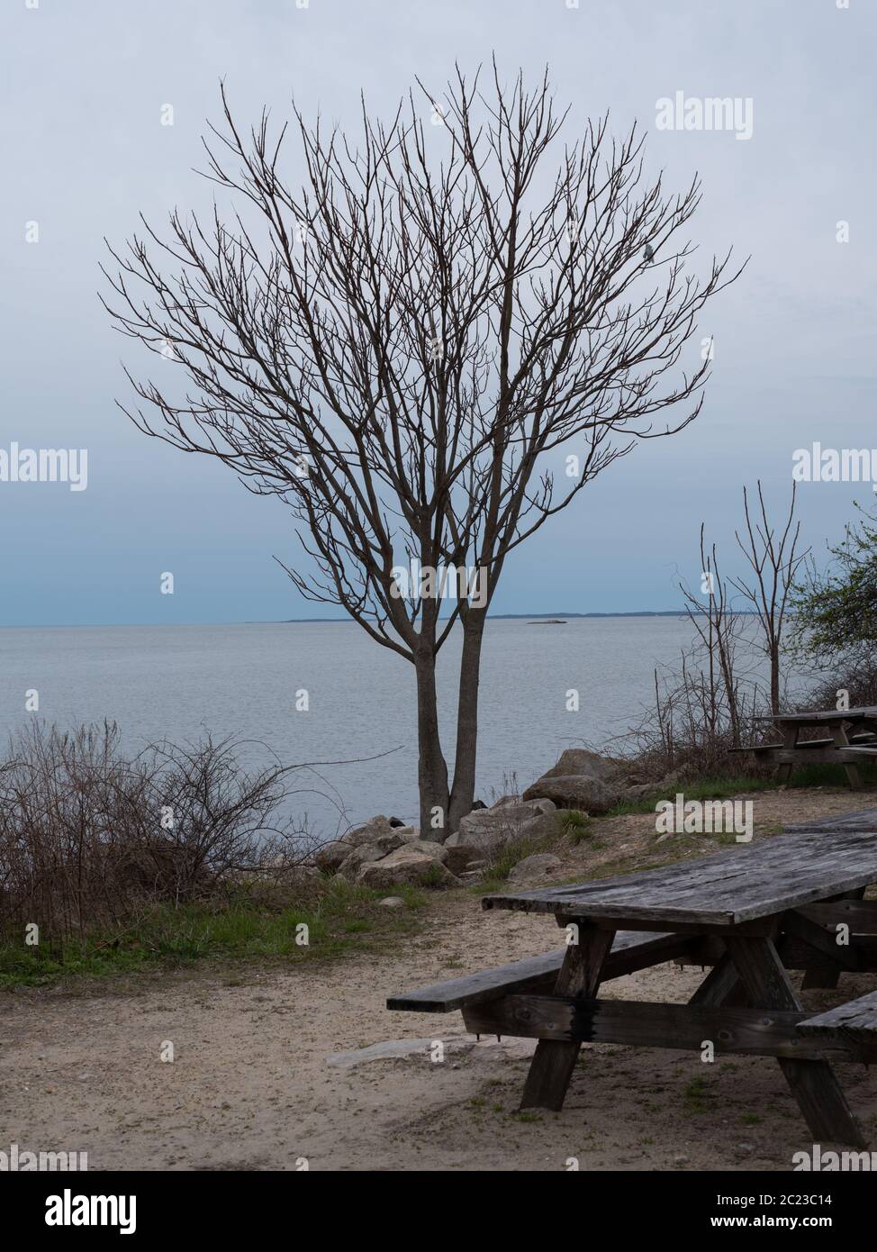 Baum und Picknick Tisch mit Blick auf das Meer Stockfoto