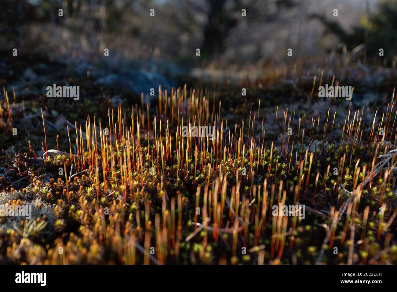 Nahaufnahme von Grashalmen wachsende Blumen Stockfoto