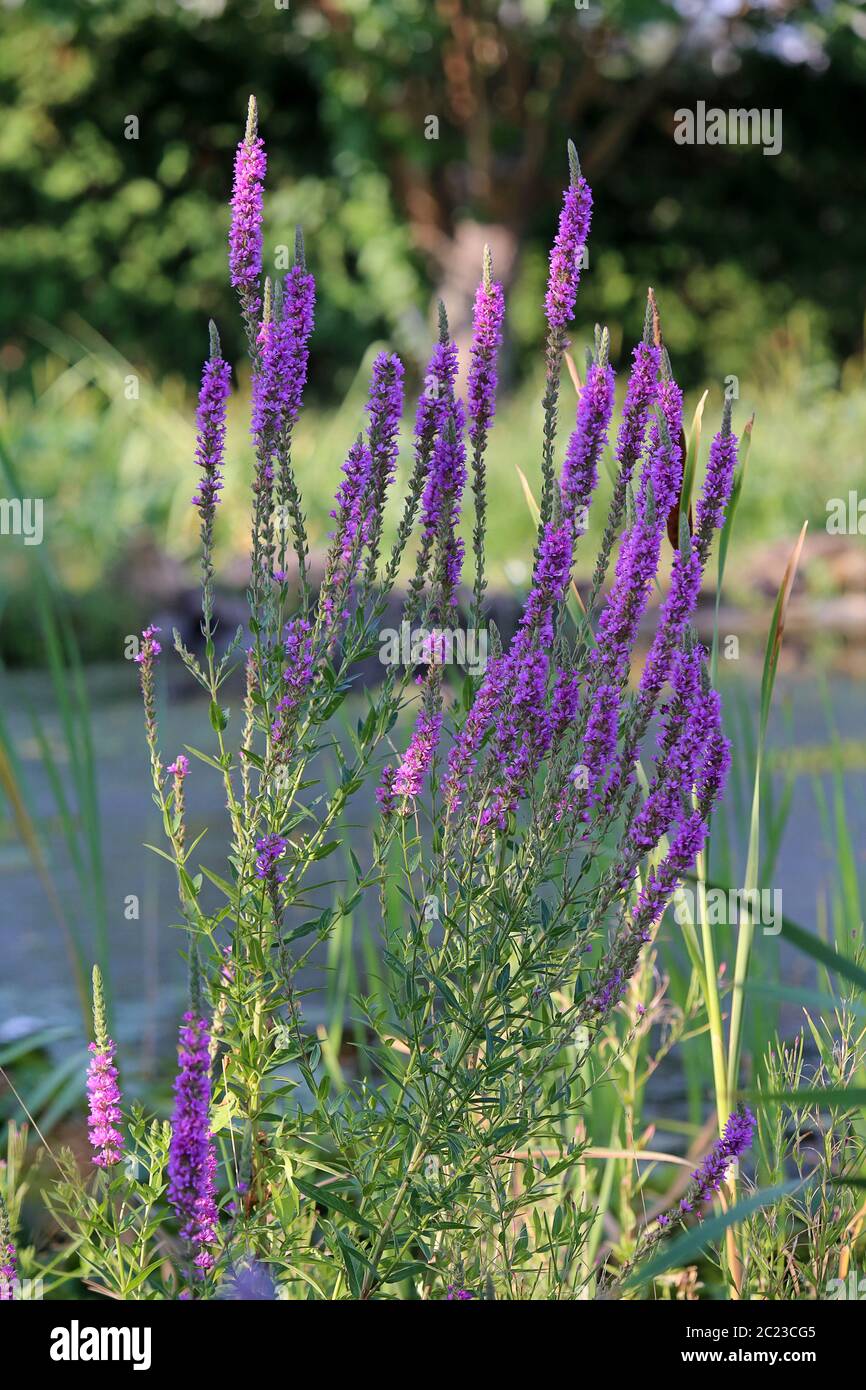 Blühende Blutweide Lythrum salicaria am Teich Stockfoto