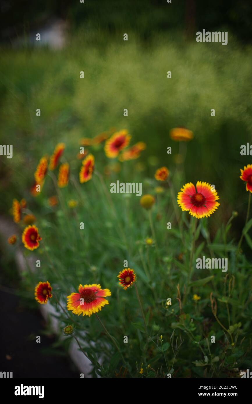 Orangefarbene gelbe Blüten wachsen im Sommerabend, Nahaufnahme öffnen lebendige Knospen, Kunst Bokeh. Stockfoto