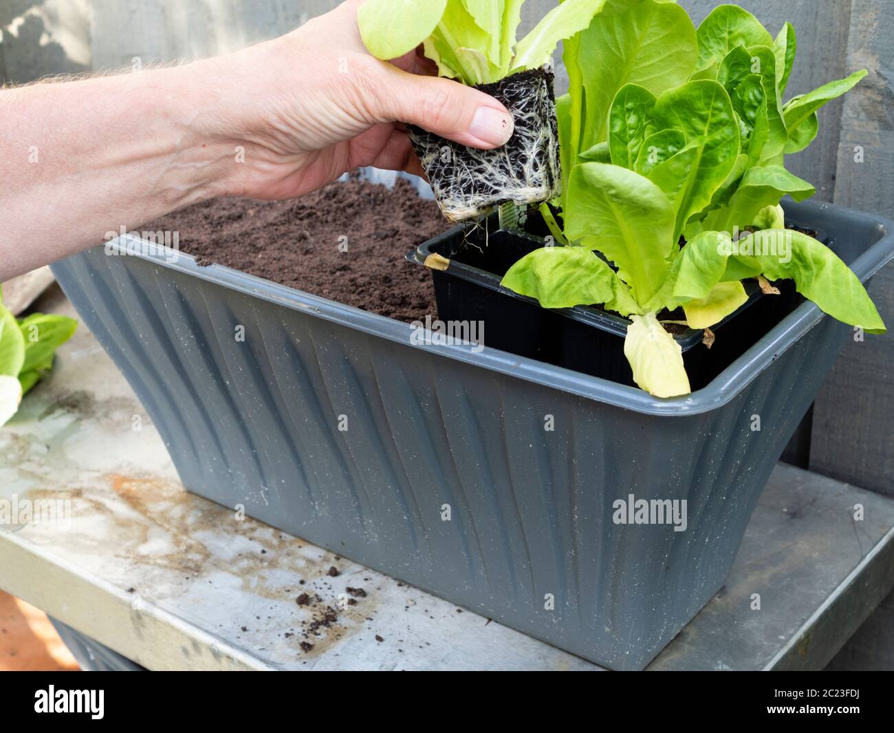 Entfernen gut verwurzelte Cos Salat Sämlinge aus ihren Saatgutschalen vor dem Container Pflanzung Stockfoto