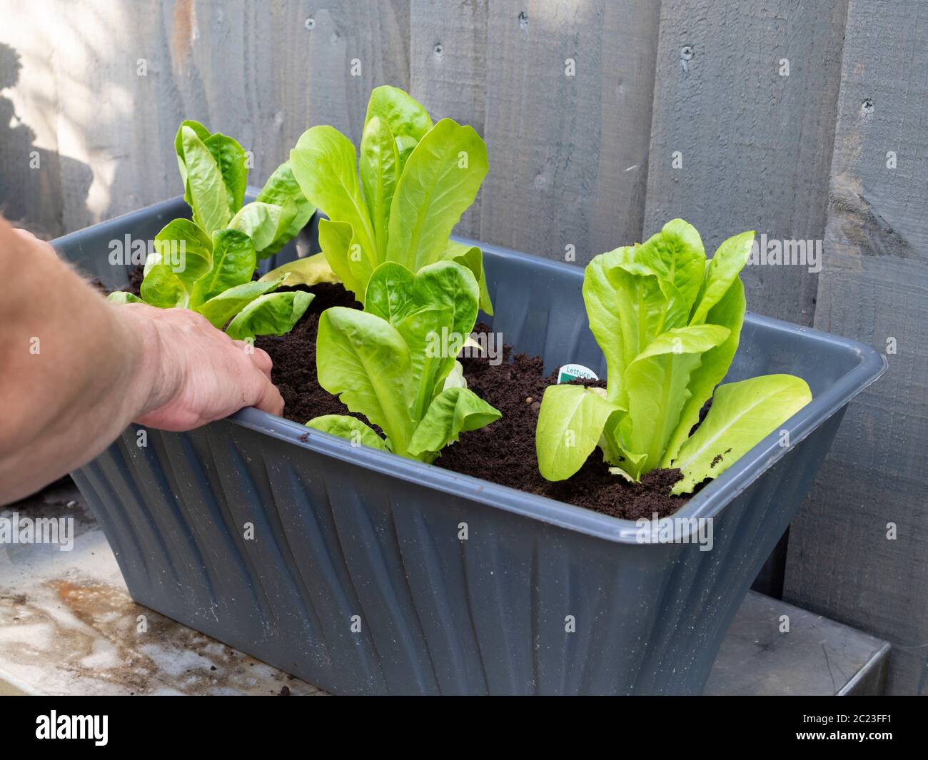 Festigende einzelnen Cos Salat Sämling in Topf Kompost in einem Behälter Stockfoto