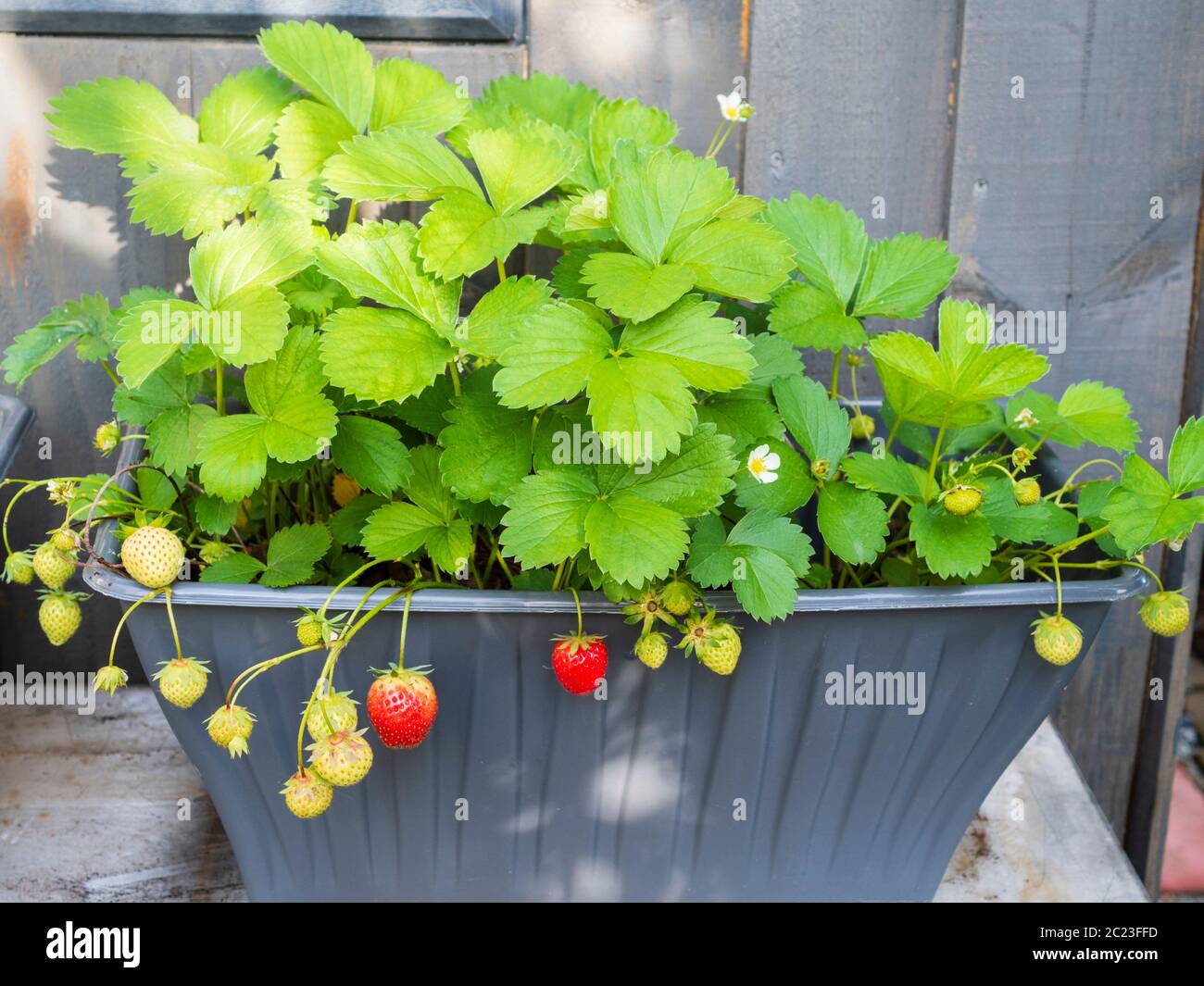 Reife und unreife Erdbeeren wachsen in einem kleinen Behälter, um frische Bio-Früchte zu liefern Stockfoto