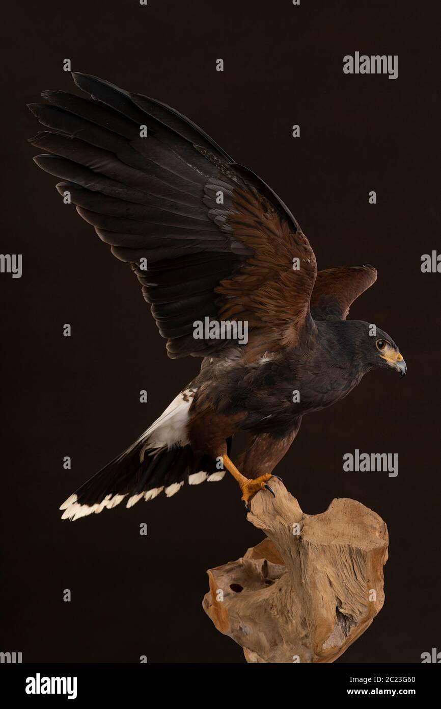 Ein Studioporträt eines Greifvogels aus nächster Nähe, Harris's Hawk (Parabuteo unicinctus), der auf einem Baumstamm mit braunem und schwarzem Hintergrund sitzt Stockfoto