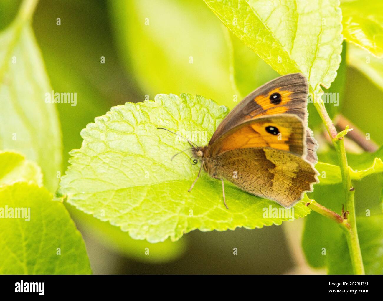 Torwart Butterfly, Pyronia tihonus, auf einer Blume in der britischen Landschaft thront, Sommer 2020 Stockfoto