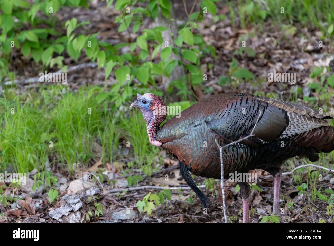 Wild Turkey Draußen In Den Wäldern Stockfoto