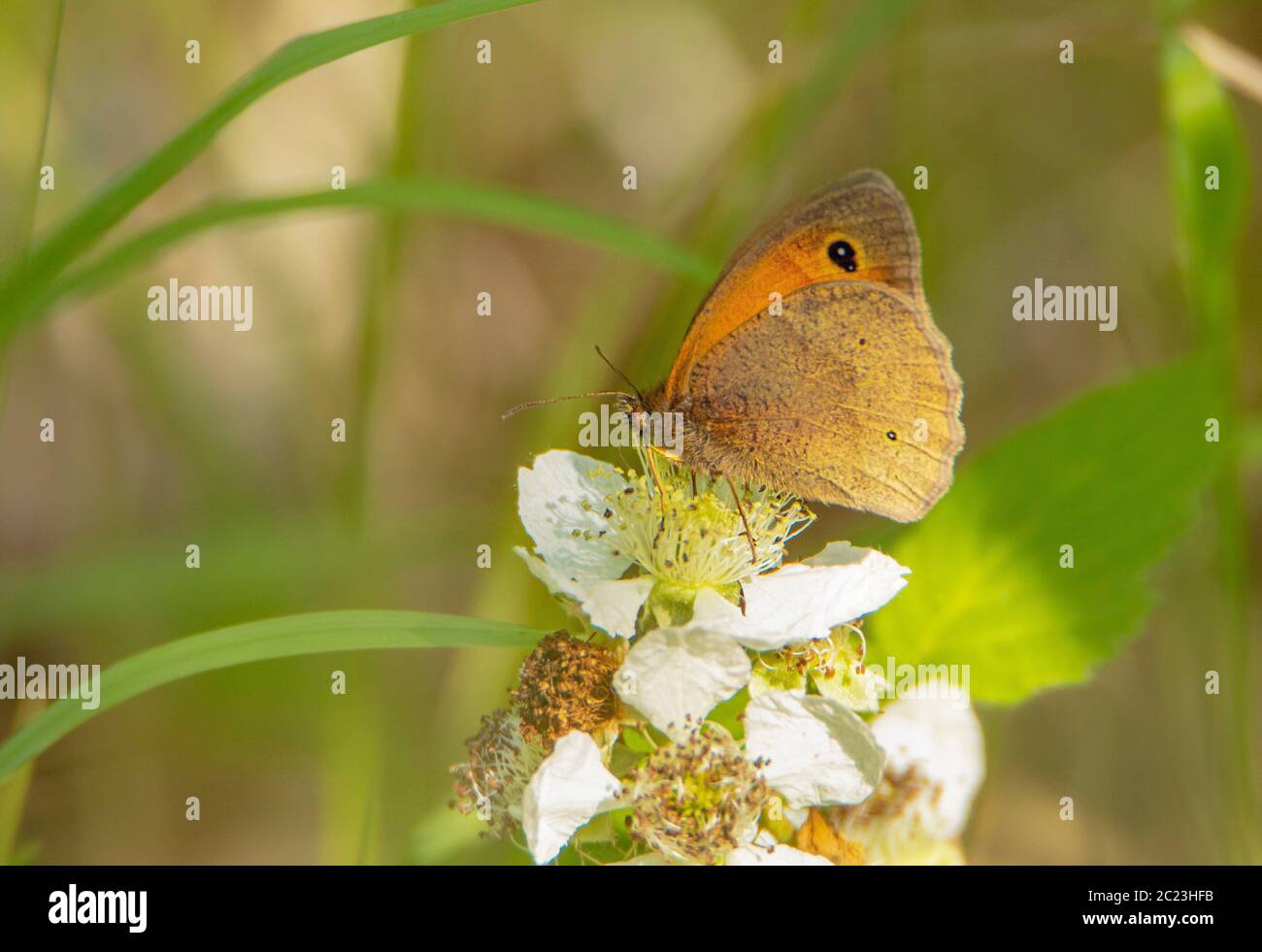 Torwart Butterfly, Pyronia tihonus, auf einer Blume in der britischen Landschaft thront, Sommer 2020 Stockfoto
