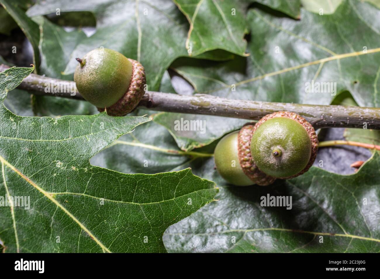 Eicheln auf Eiche Zweig im Herbst Stockfoto