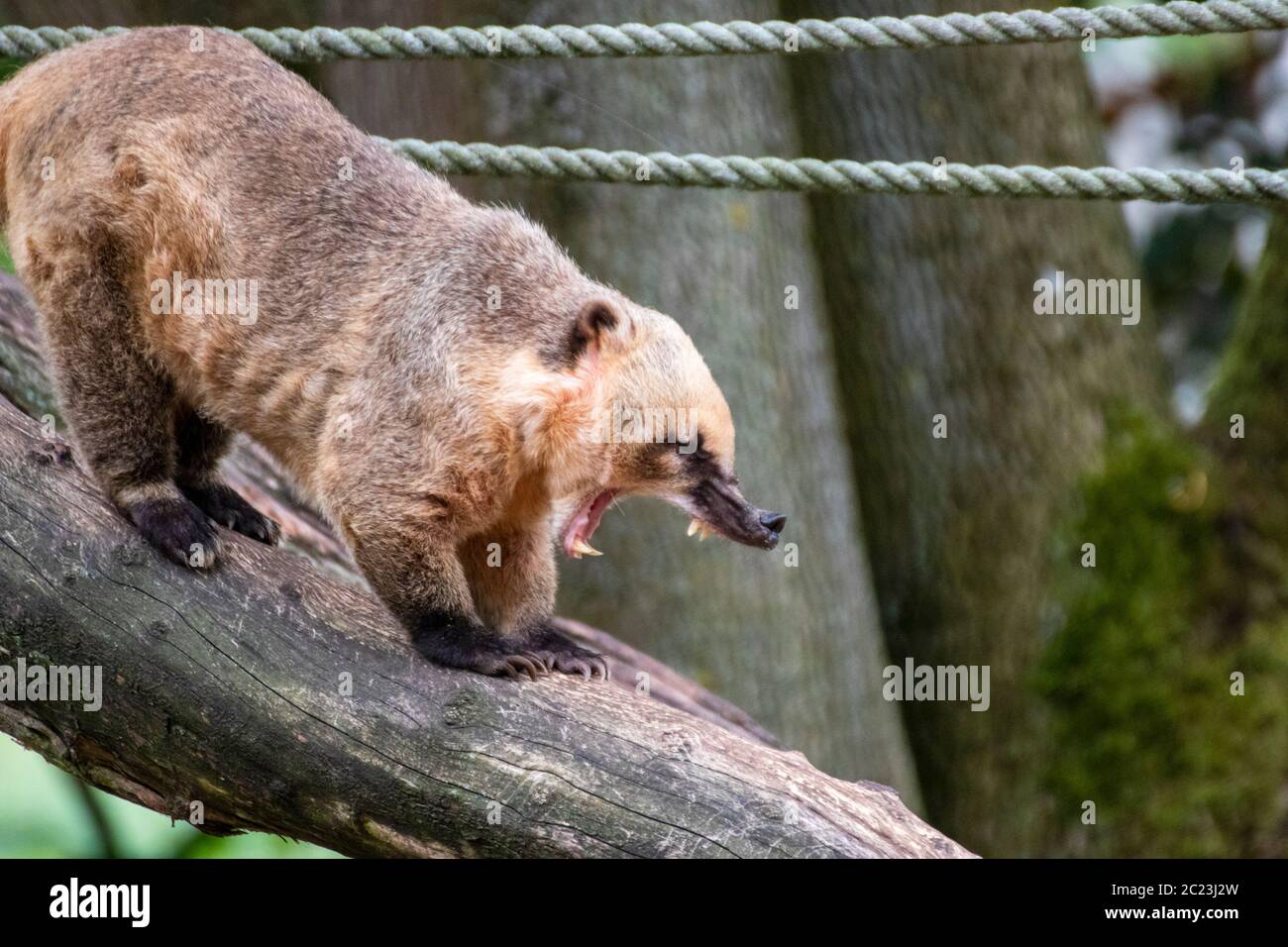 Nahaufnahme einer einzigen Koati in einem Tierpark in Deutschland Stockfoto