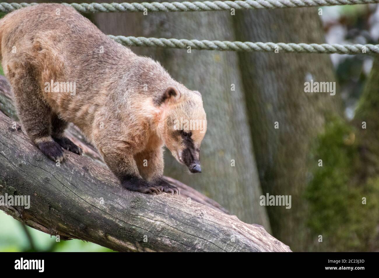 Nahaufnahme einer einzigen Koati in einem Tierpark in Deutschland Stockfoto