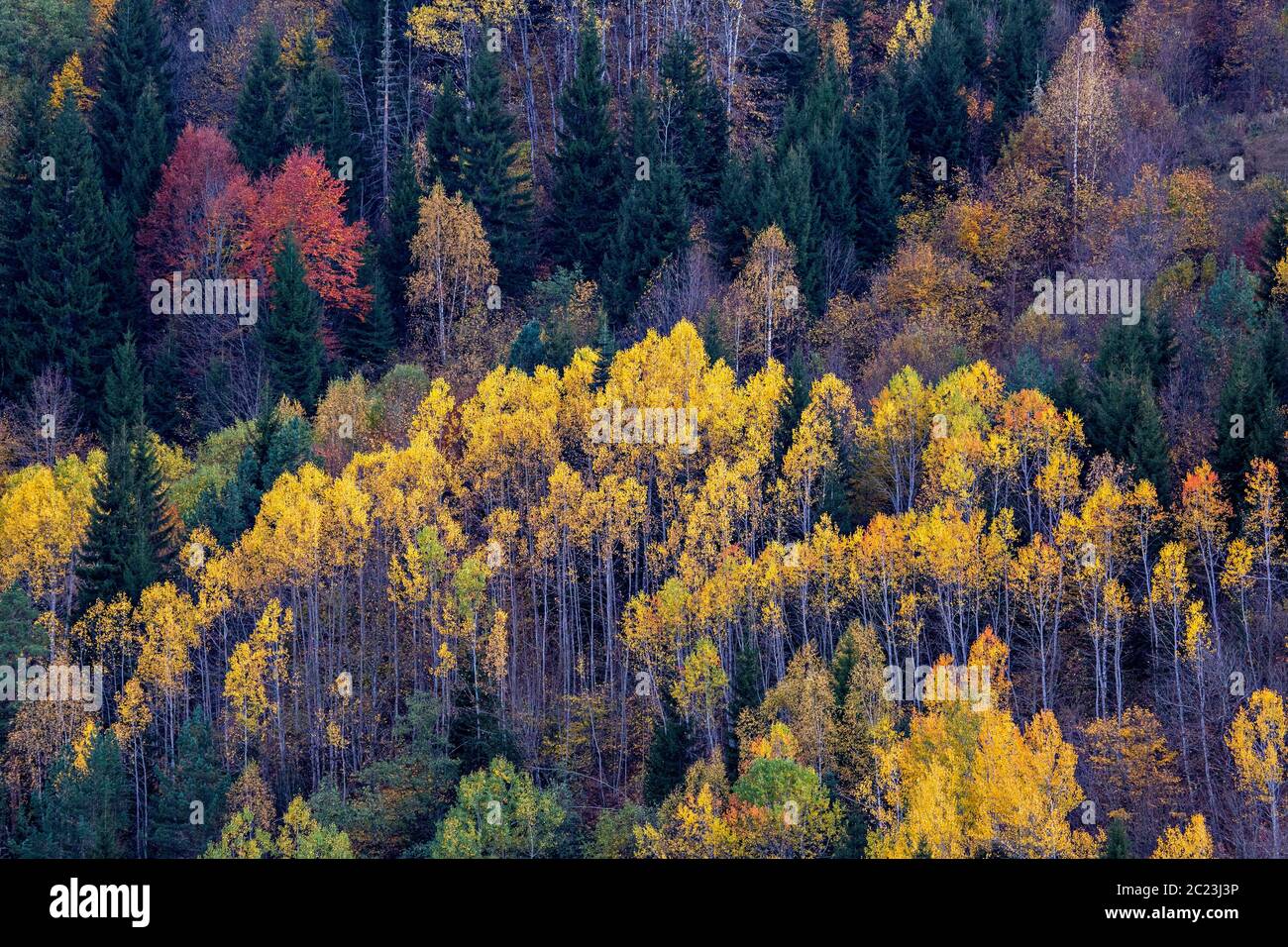 Herbstfarben in den Kaukasus-Bergen, Georgien Stockfoto