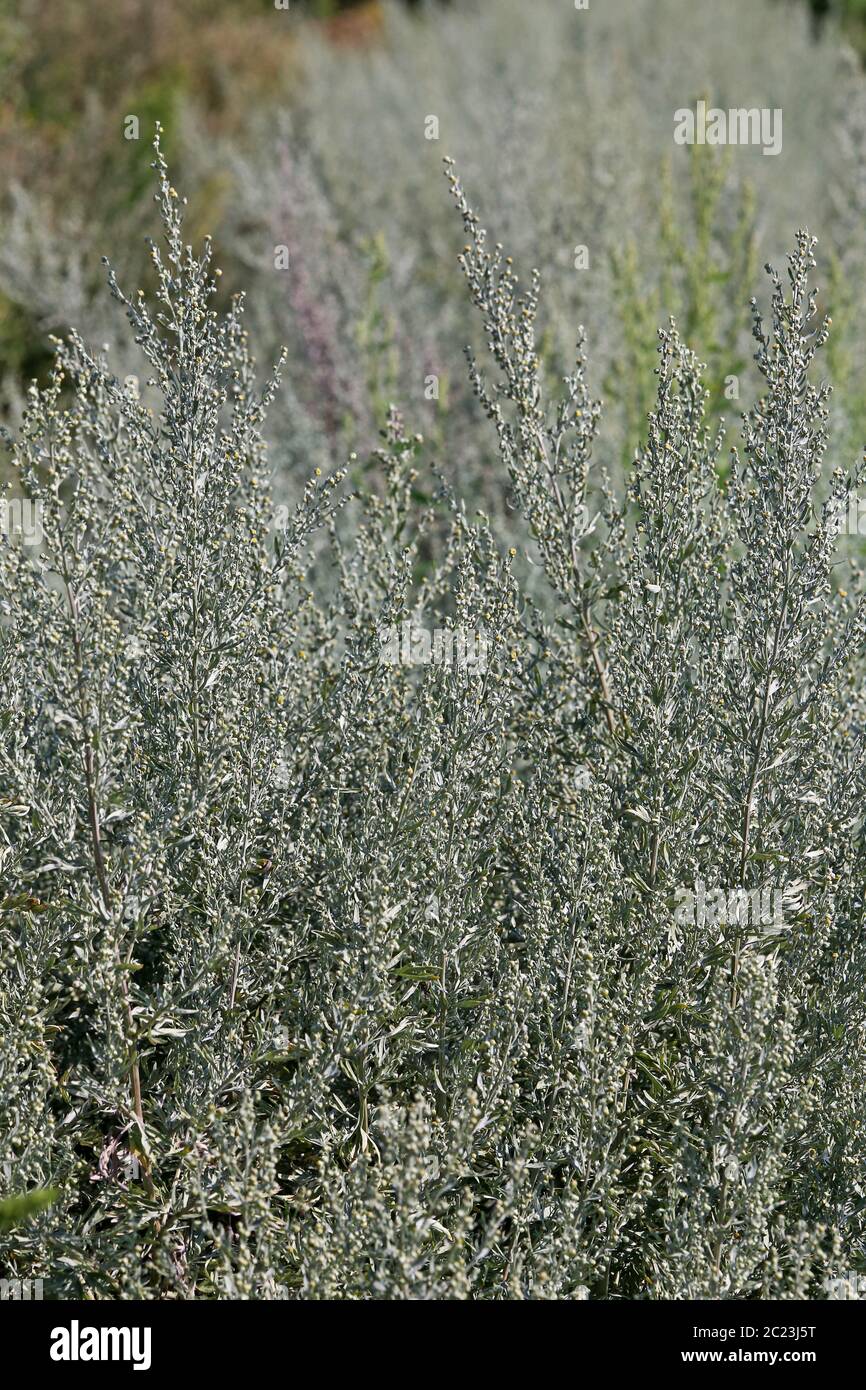 Wermutkraut Artemisia absinthium Stockfoto