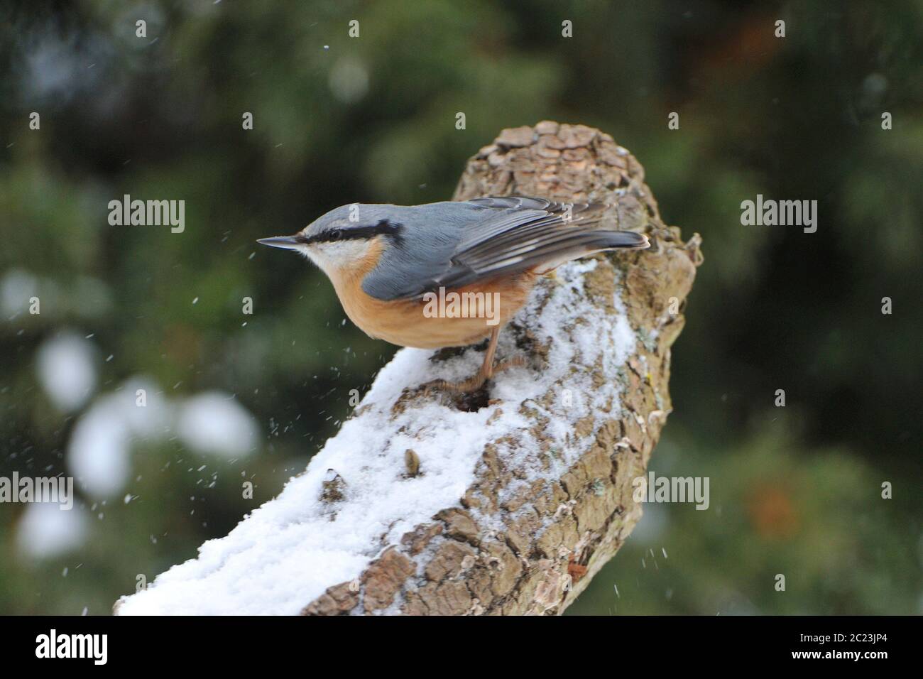 Eurasischer Kleiber auf der Suche nach Nahrung im Winter Stockfoto