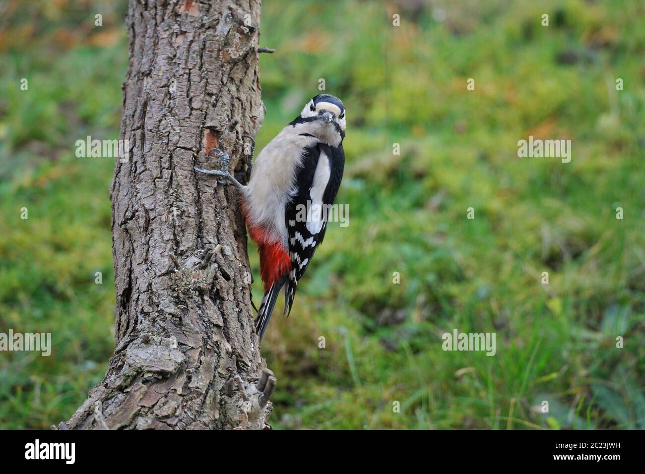 Buntspecht auf der Suche nach Nahrung Stockfoto