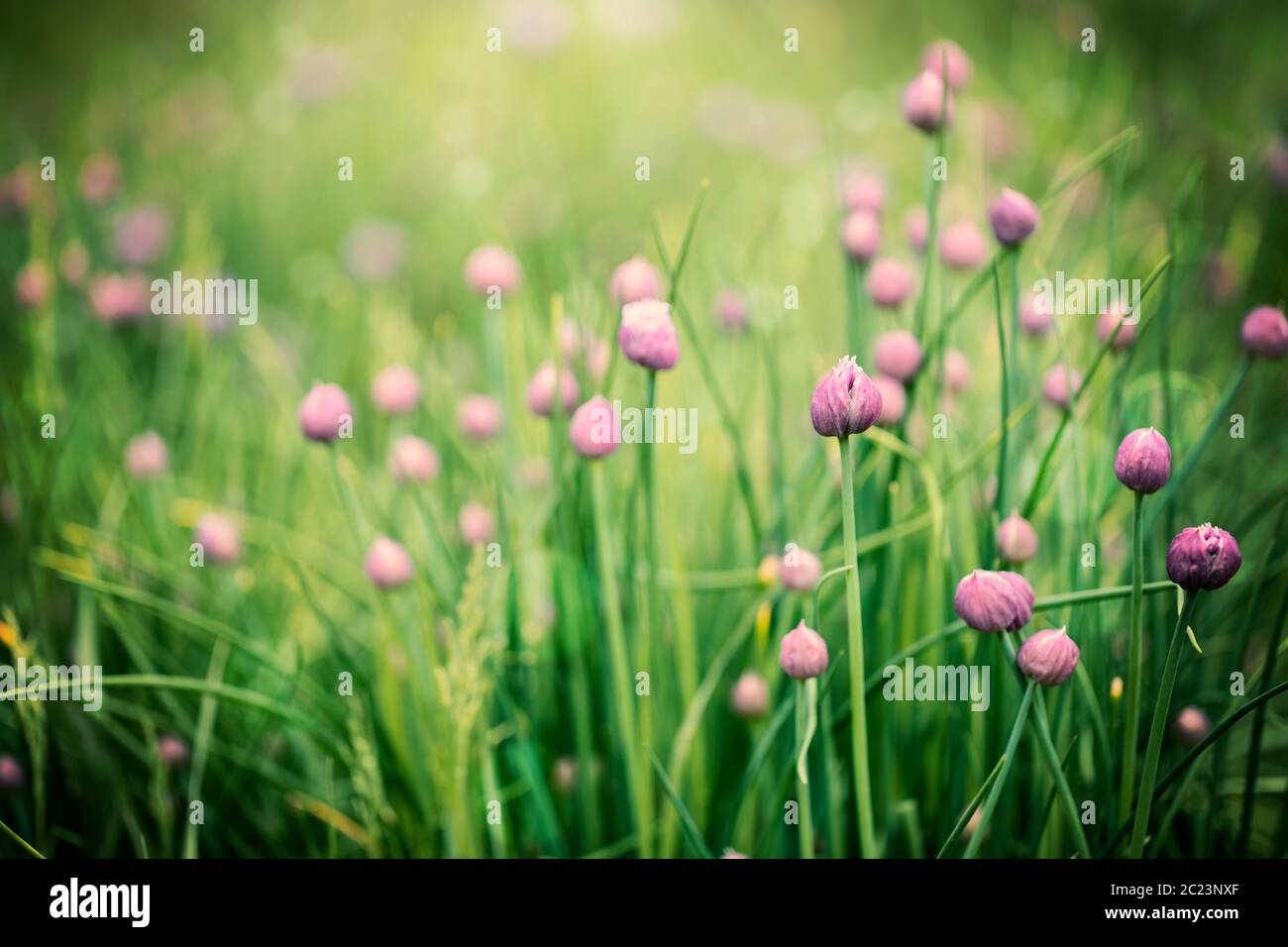 Lila Blüten im grünen Gras Stockfoto