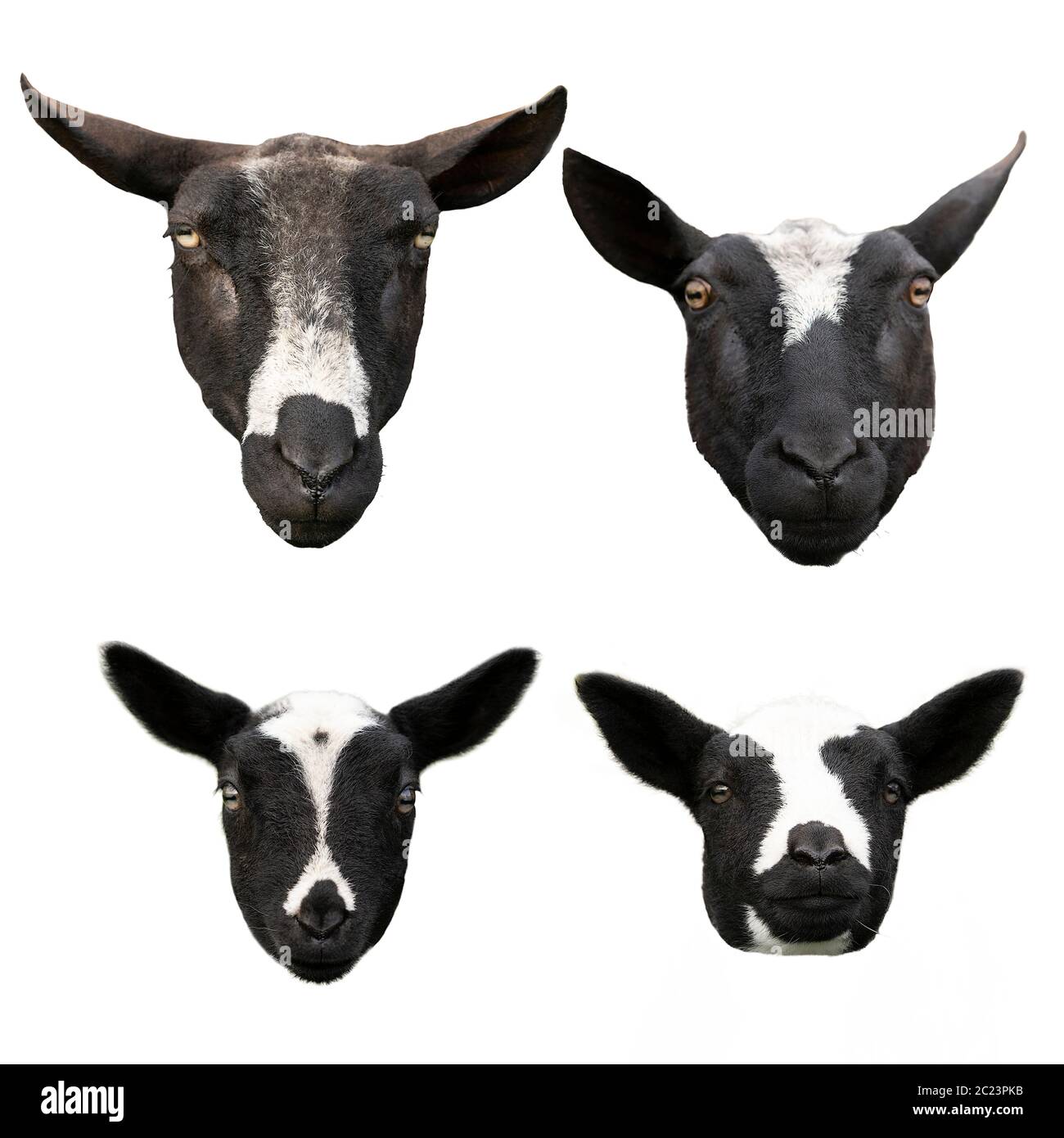 Köpfe von vier niedlichen kleinen Lämmern und Schafe in schwarz und weiß isoliert auf weißem Hintergrund Stockfoto