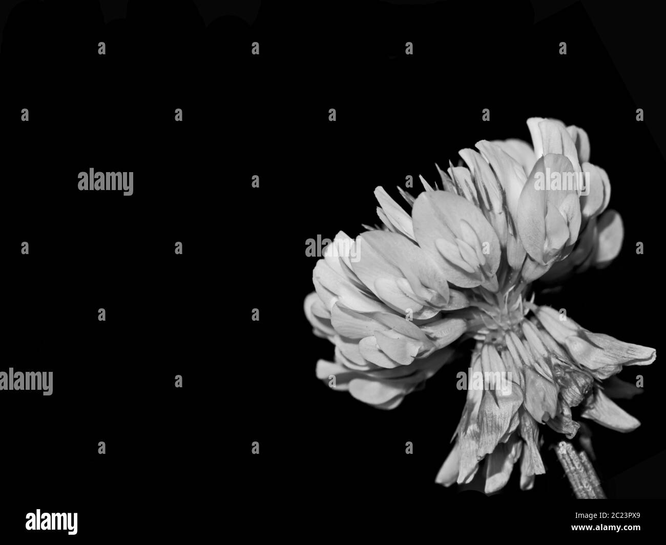 Monochrome Kleeblatt Blume mit Kopierraum Stockfoto