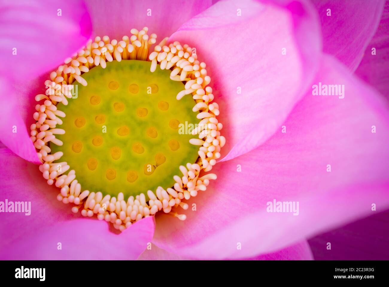 Blick von oben auf die Pink Lotus Blume. Im Buddhismus der Lotus ist bekannt mit Reinheit, spirituelles Erwachen und Treue verbunden zu sein. Wasserpflanzen. Stockfoto