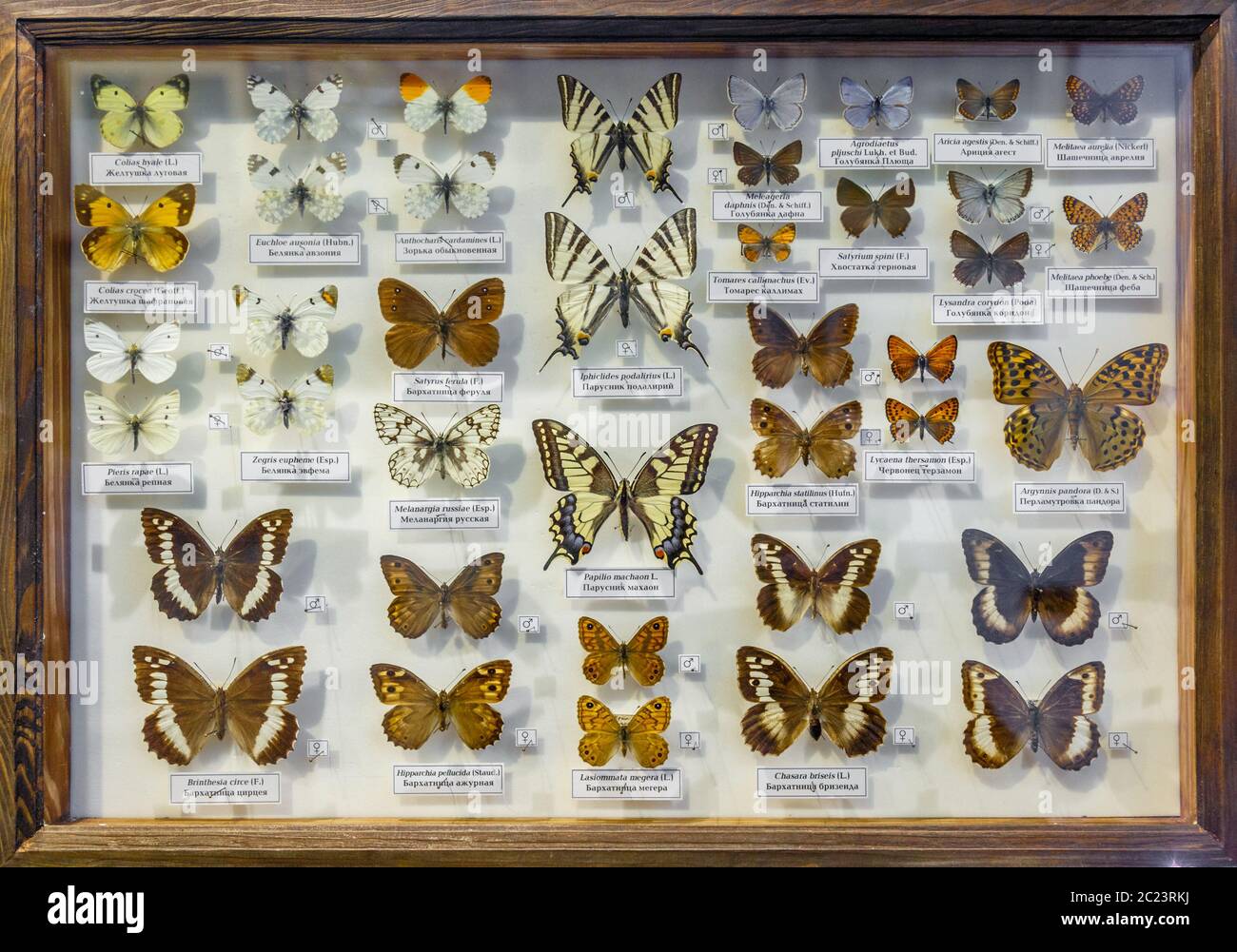 Moskau, Russland - 12. März 2019: Sammlung von getrockneten natürlichen Insekten im Apothekergarten. Set von Nadelinsekt in der Biologie Muse Stockfoto