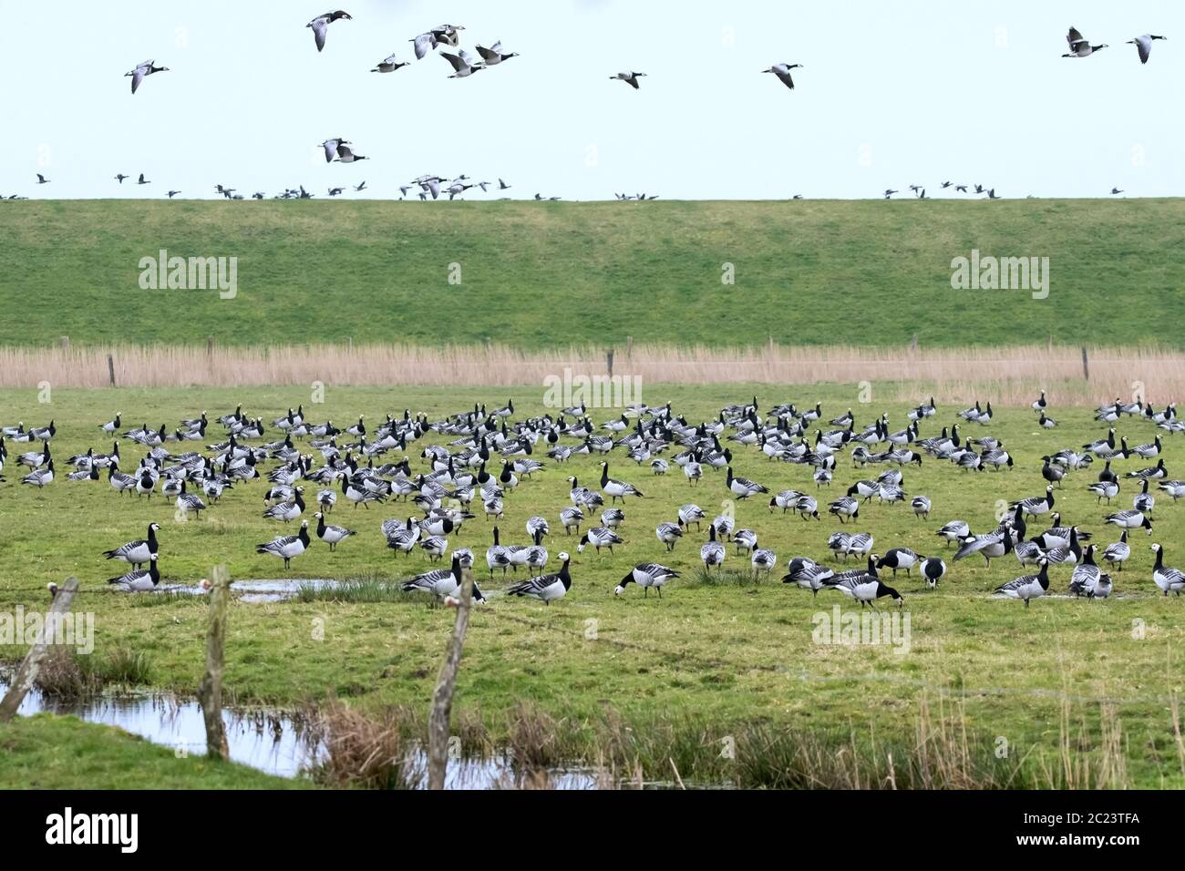 Wildgänse Stockfoto